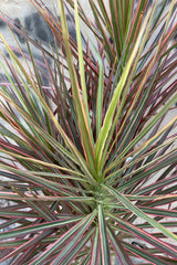 The Dracaena 'Colorado' up close with its striped stripy leaves.
