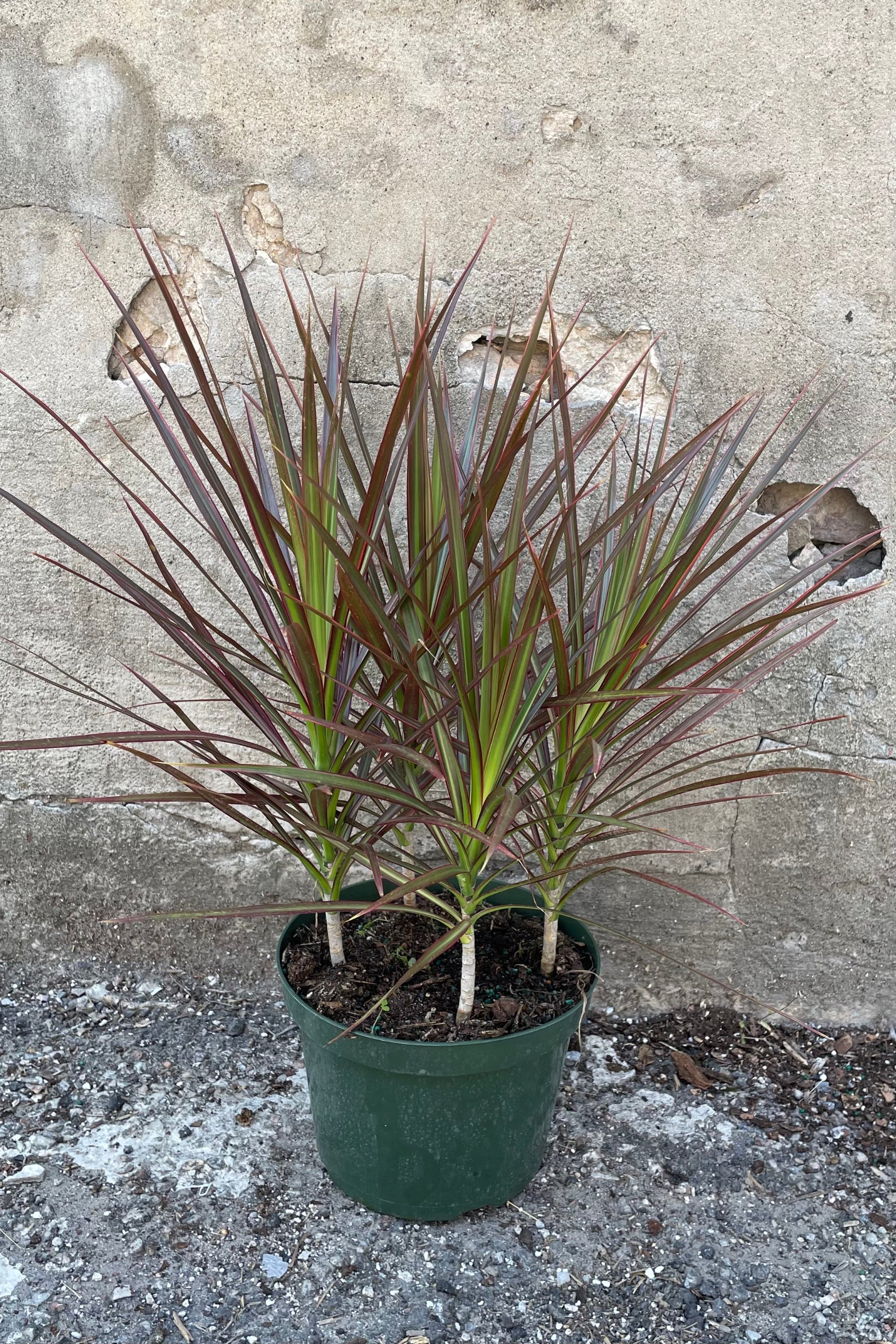 Dracaena 'Colorama' in an 8" growers pot with its burgundy and green leaves in front of a concrete wall.  ©Sprout Home