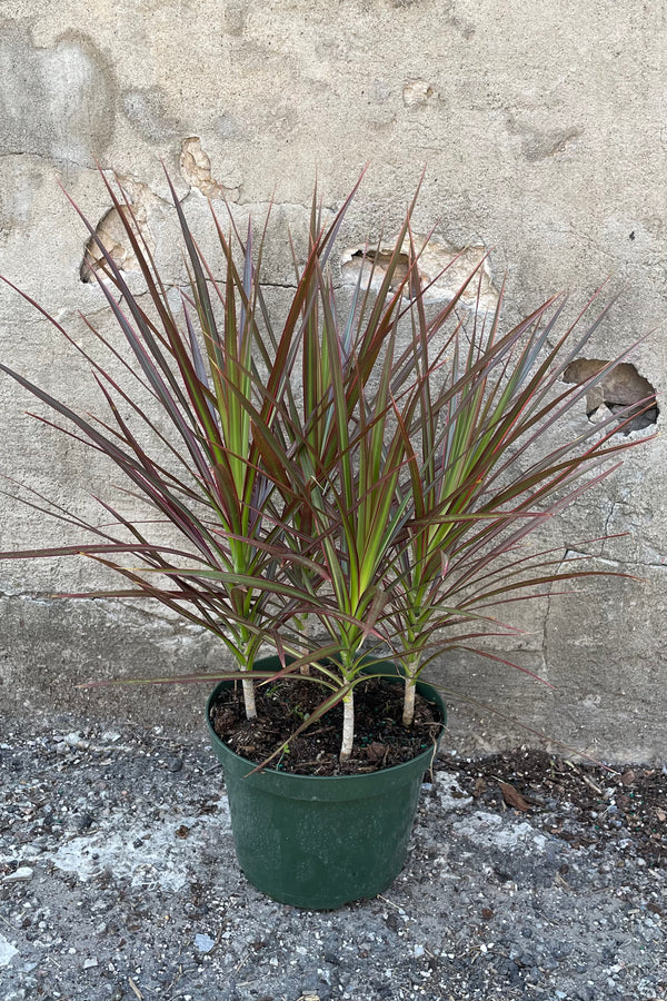 Dracaena 'Colorama' in an 8" growers pot with its burgundy and green leaves in front of a concrete wall. 