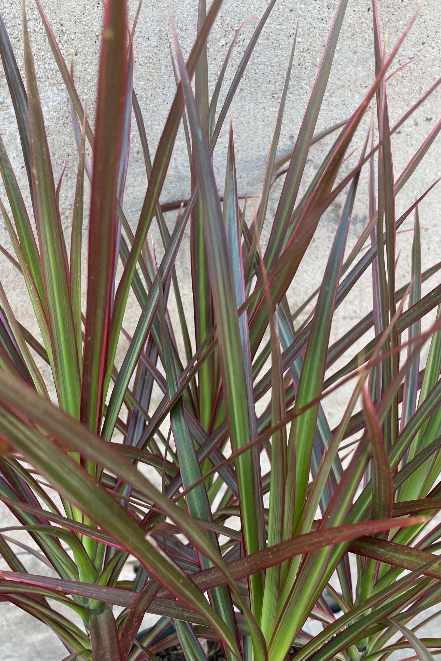 Close up picture of the red and green strappy leaves of the Dracaena 'Colorama' ©Sprout Home