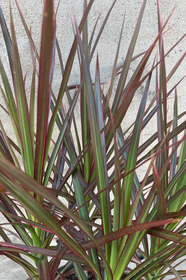 Close up picture of the red and green strappy leaves of the Dracaena 'Colorama'