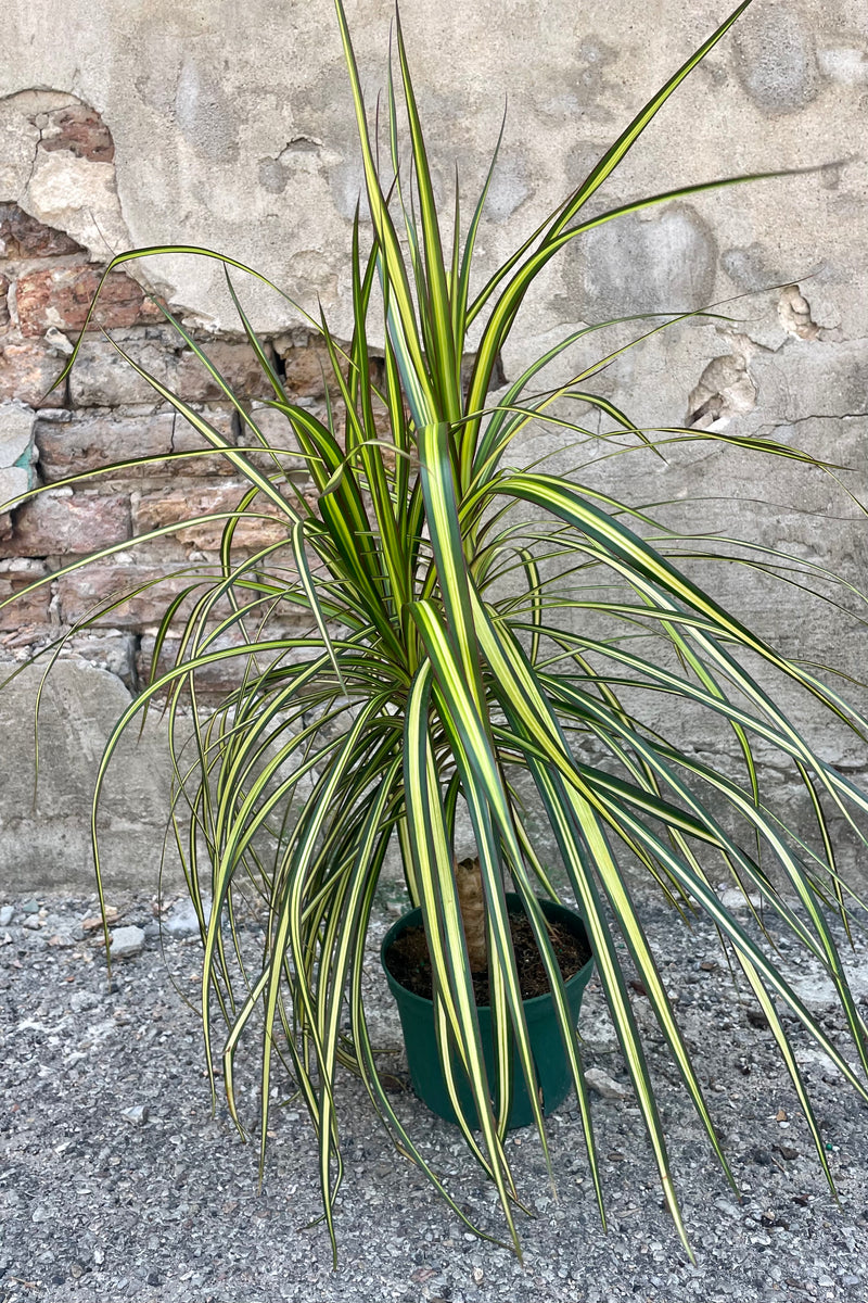 Photo of a Dracaena marginata 'Kiwi' dragontree plant in a black pot against a cement wall.