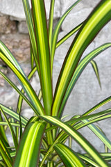 Close photo of vibrant yellow-green leaves of Dracaena marginata 'Kiwi' dragontree plant against a cement wall