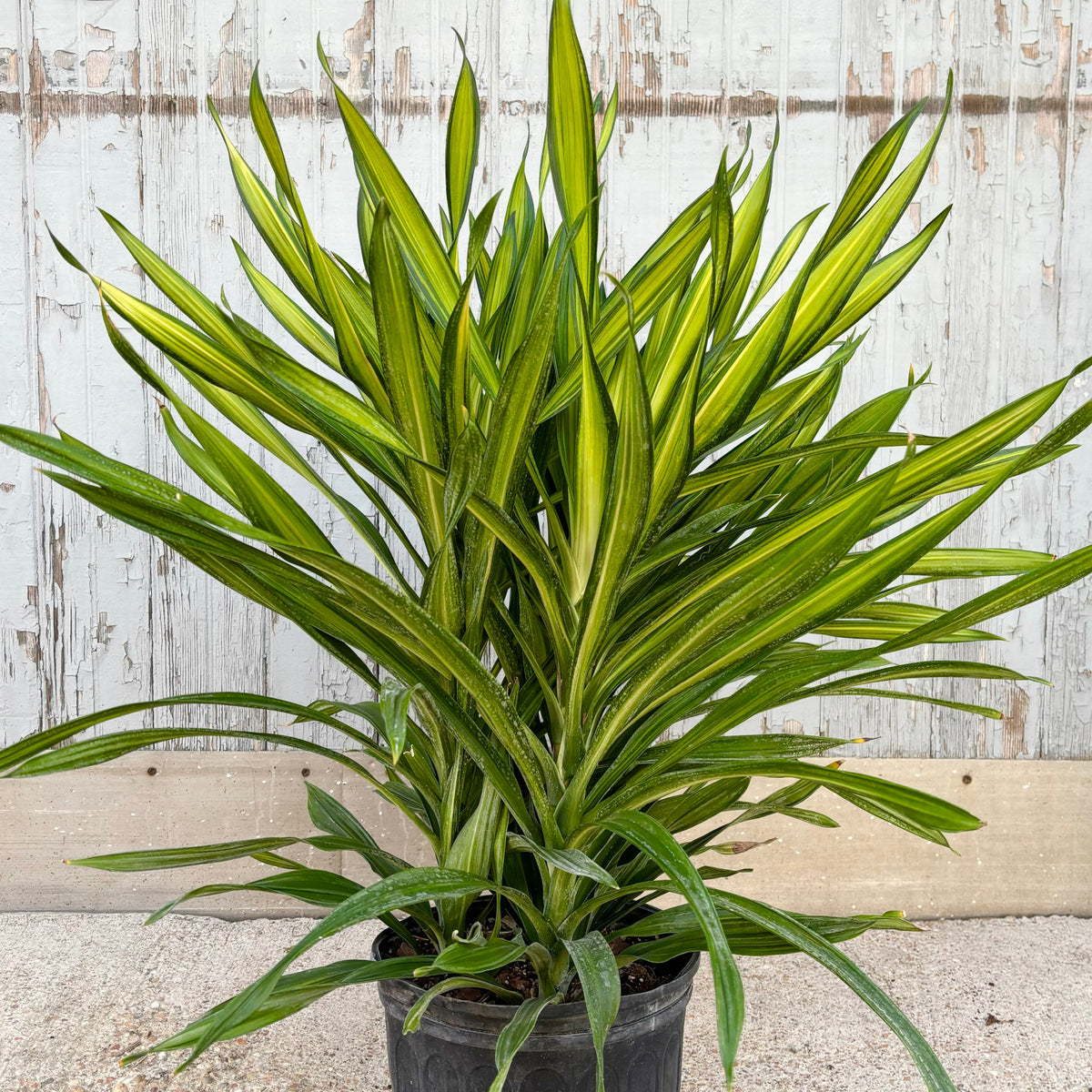 rempotage dracaena Dracaena 'Rikki' tips 10" at SPROUT HOME