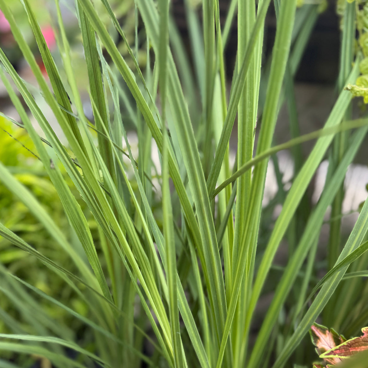 dracaena spike home depot Dracaena "Spike" (assorted) 4.5" at SPROUT HOME