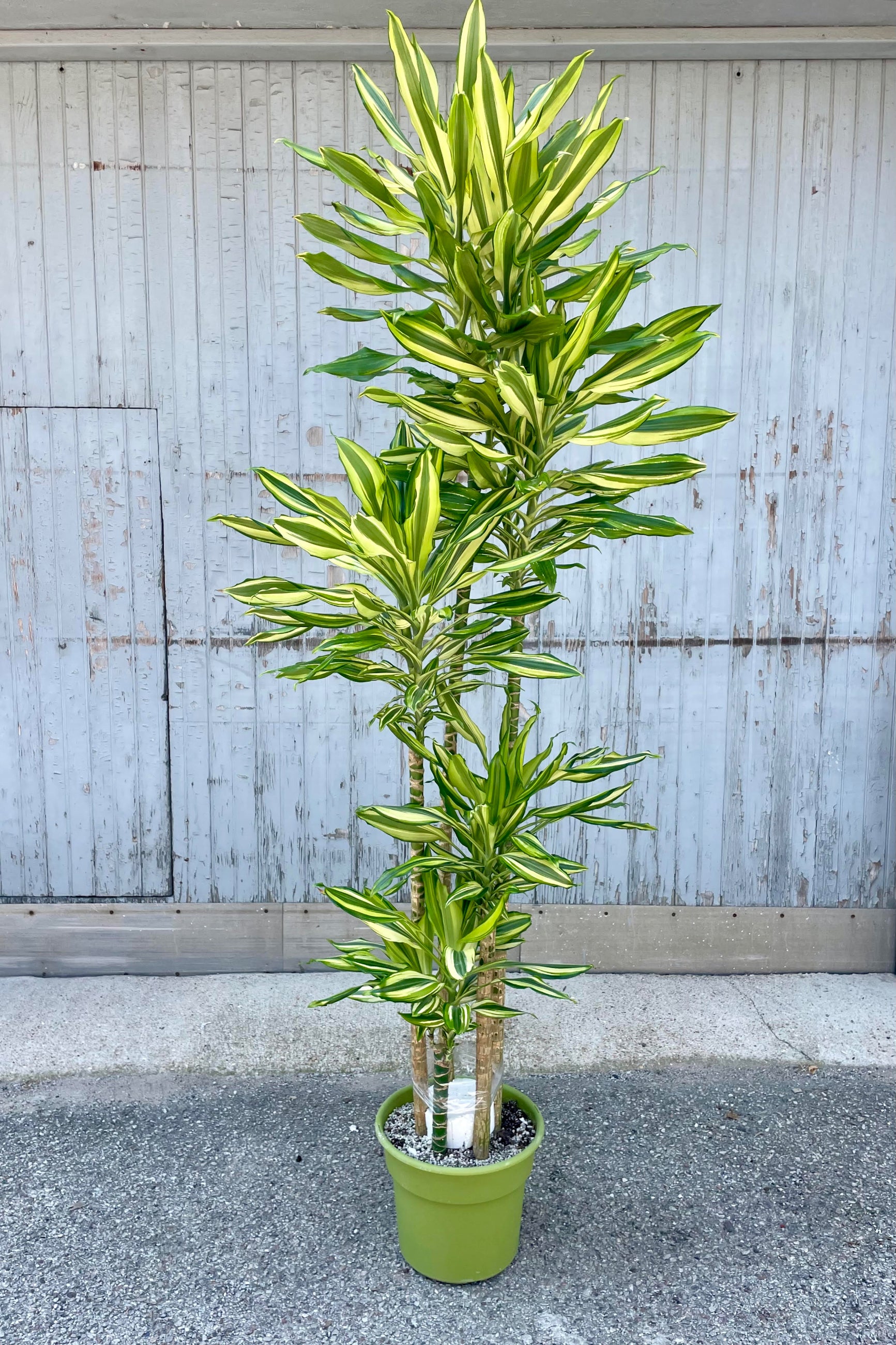 Photo of the vertical stems and long narrow leaves of Dracaena 'Sol.' The plant is shown in a green pot standing in front of a gray wall. The leaves are vibrant yellow and green. ©Sprout Home