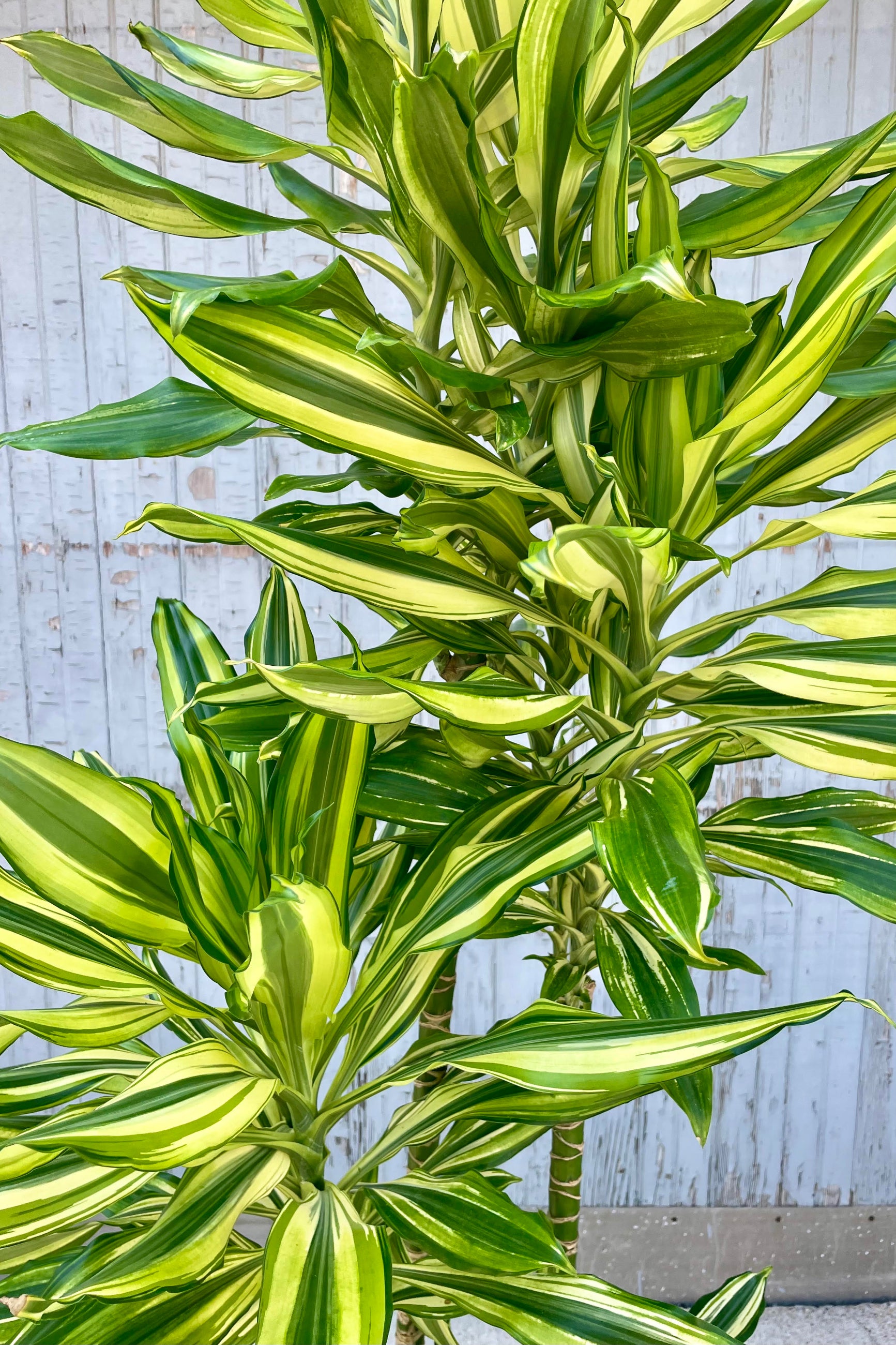 Close photo of the vibrantly striped yellow and green leaves of Dracaena 'Sol' plant. The plant is shown against a gray wall. ©Sprout Home