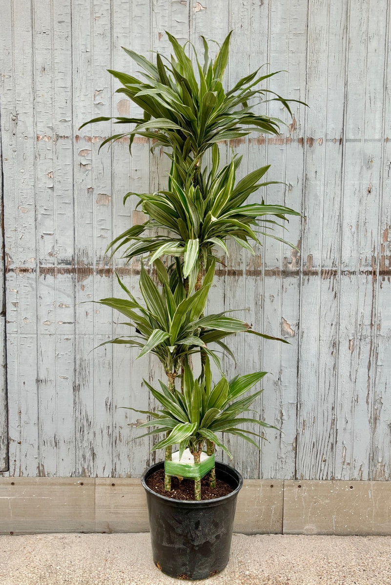 Dracaena 'Warneckii' staggered cane 12"