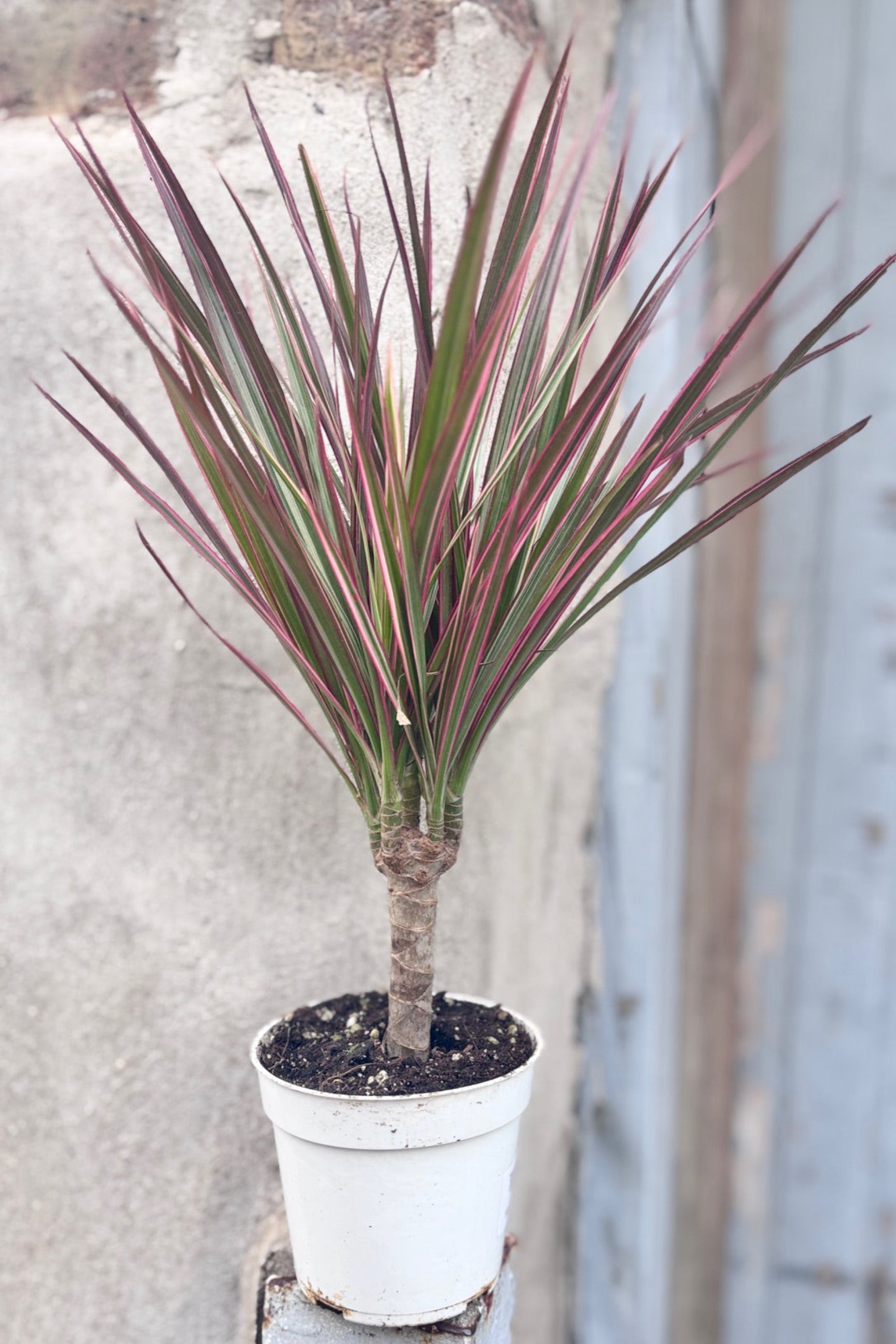 Dracaena Marginata 'Colorama' in front of a cement wall ©Sprout Home