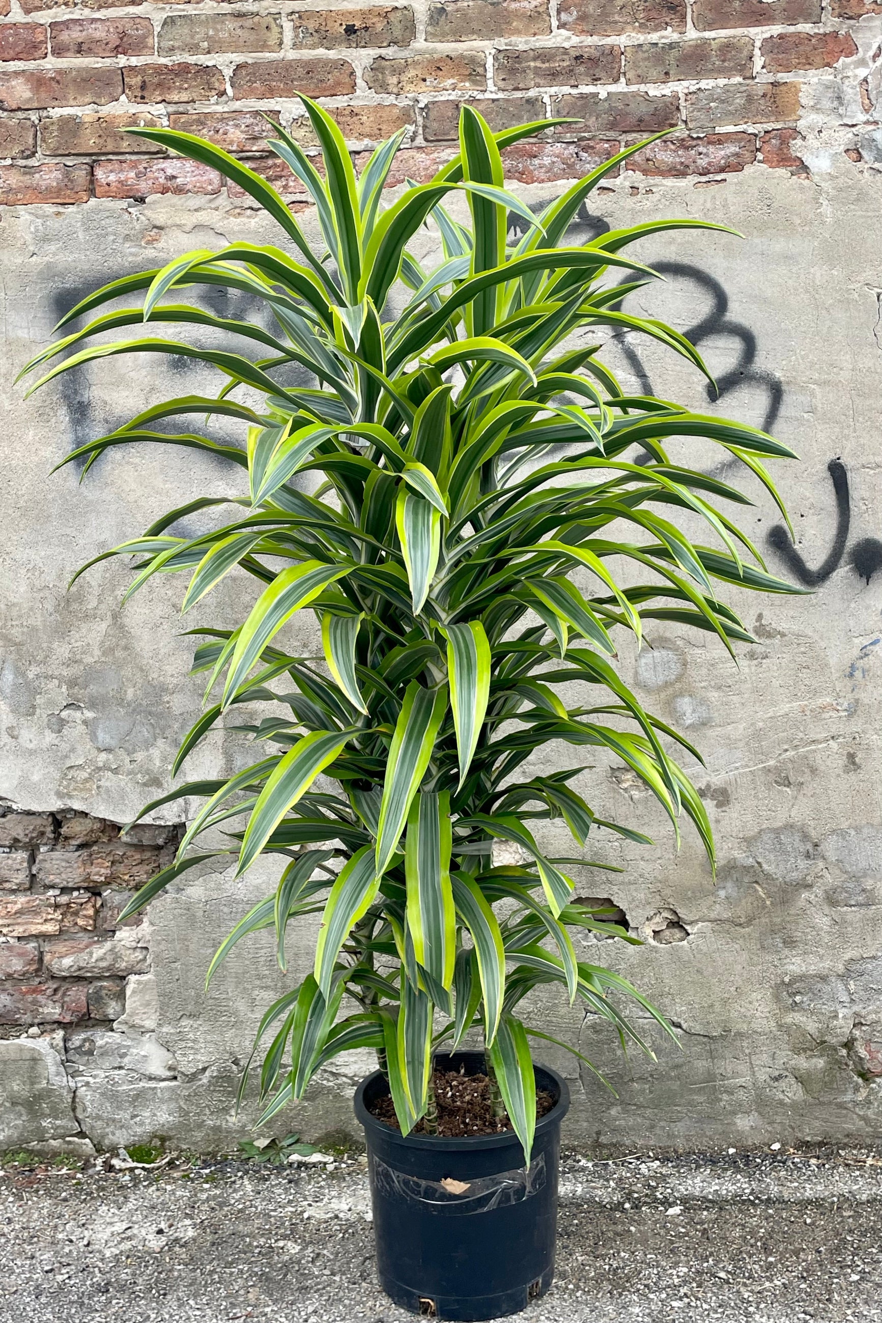 Overall view of bright neon green and dark green striped leaves of Dracaena deremensis 'Lemon Lime' against brick wall ©Sprout Home