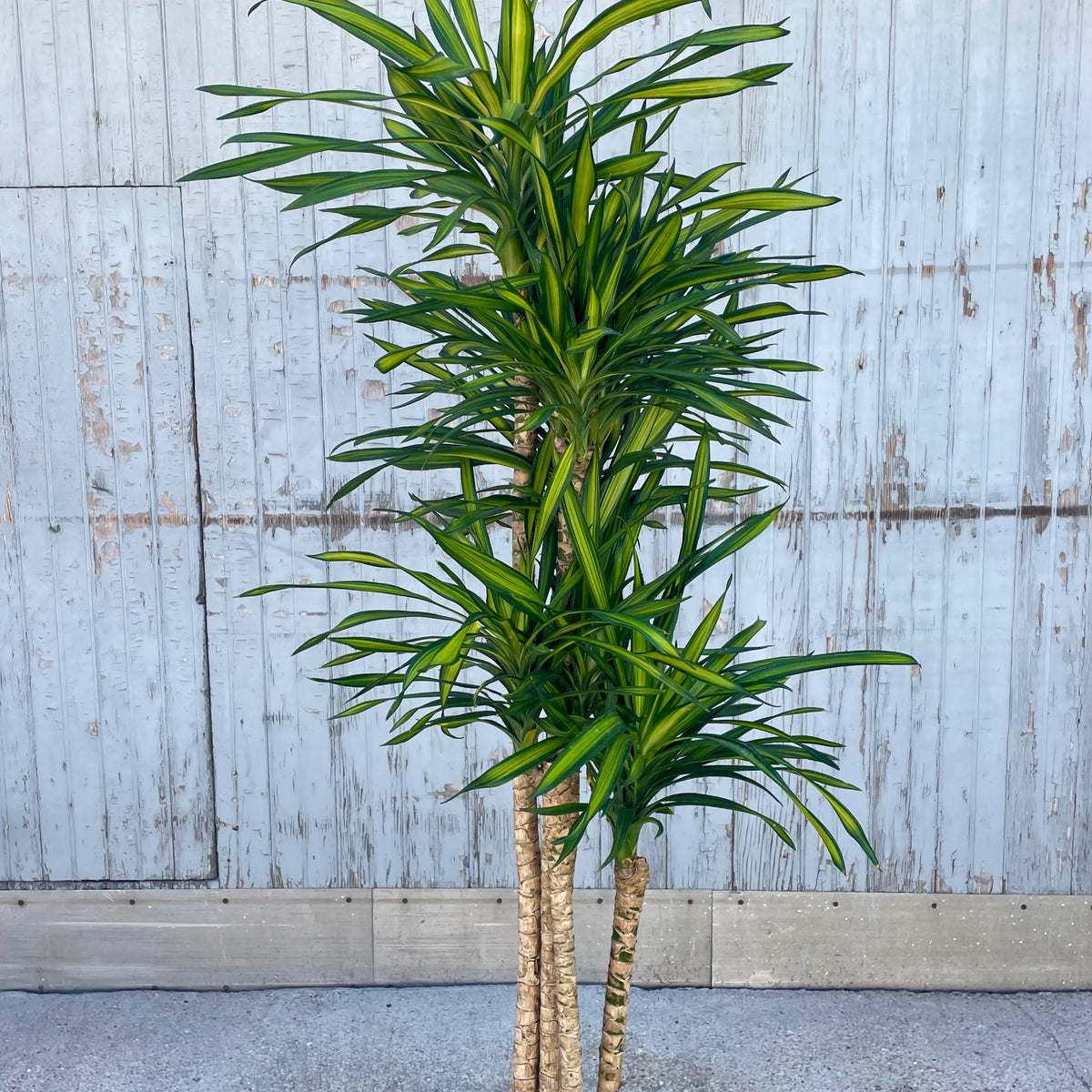 dracaena rikki indoor plant Dracaena deremensis 'Rikki' 12" cane