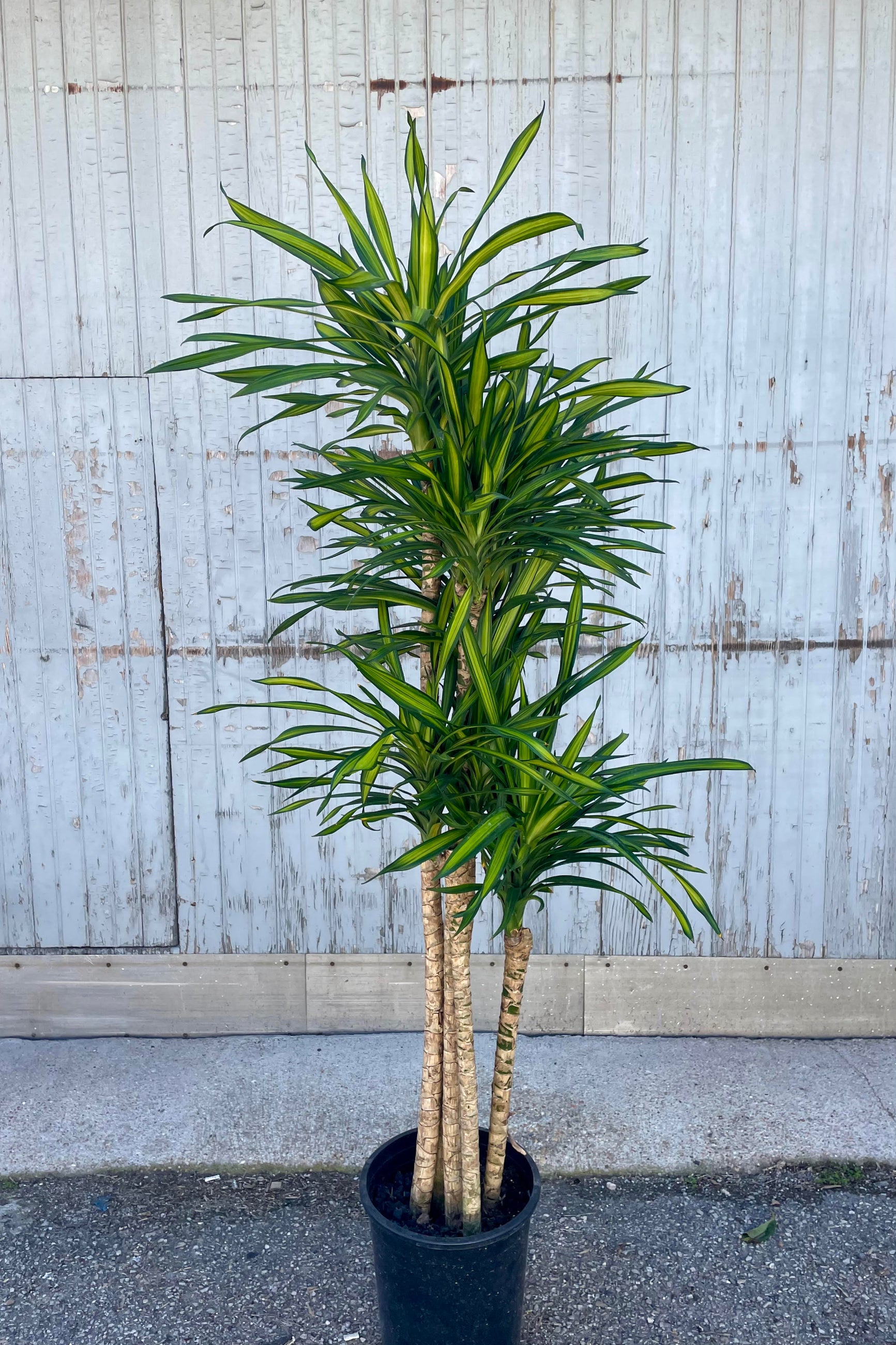 A frontal view of the 12" Dracaena deremensis 'Rikki' cane against a concrete backdrop ©Sprout Home