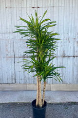 A frontal view of the 12" Dracaena deremensis 'Rikki' cane against a concrete backdrop