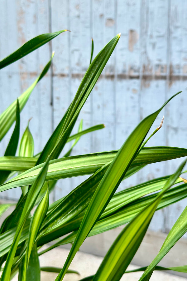 the green strappy leaves up close of the Dracaena 'Rikki'