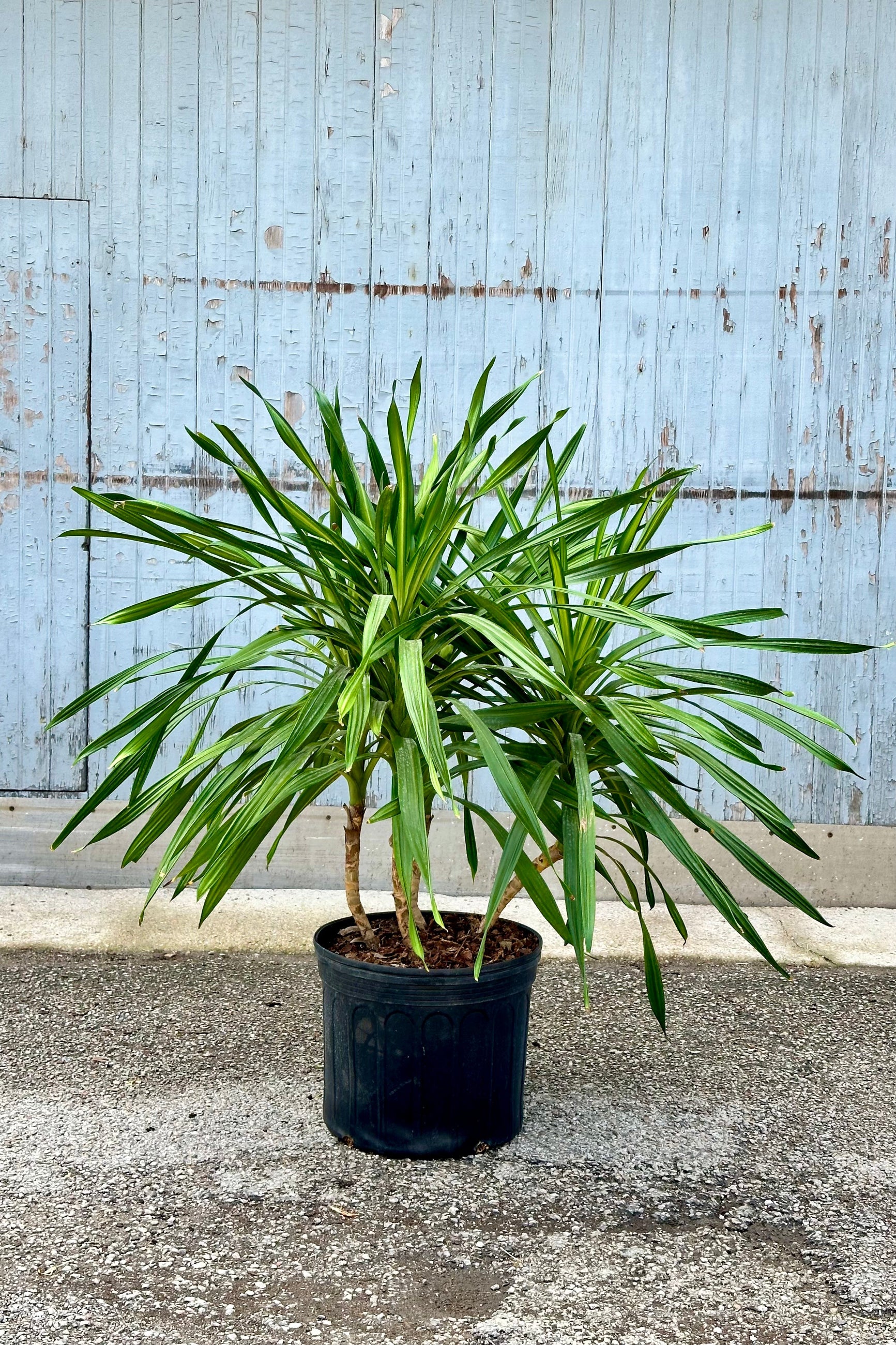 Dracaena deremensis 'Rikki' tips in a 14" growers pot ©Sprout Home