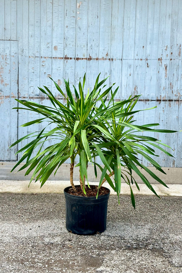 Dracaena deremensis 'Rikki' tips in a 14" growers pot