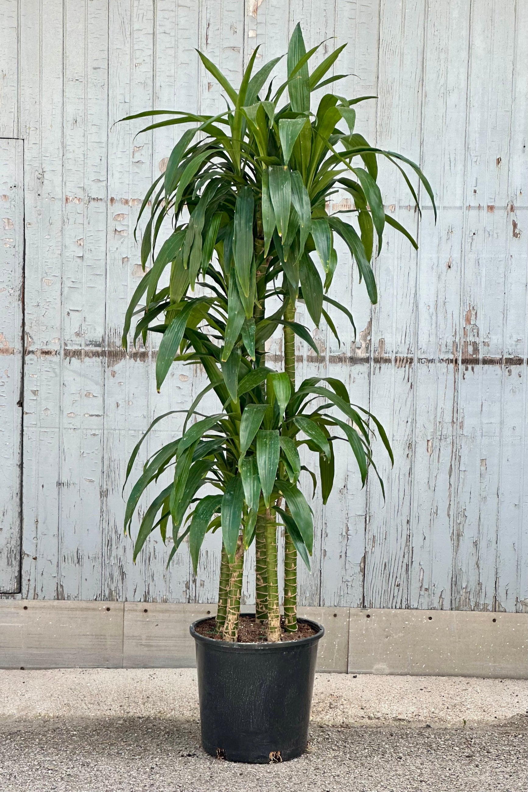 Dracaena 'Elegans' staggered cane in a 14" growers pot at Sprout Home in front of a wood wall. ©Sprout Home