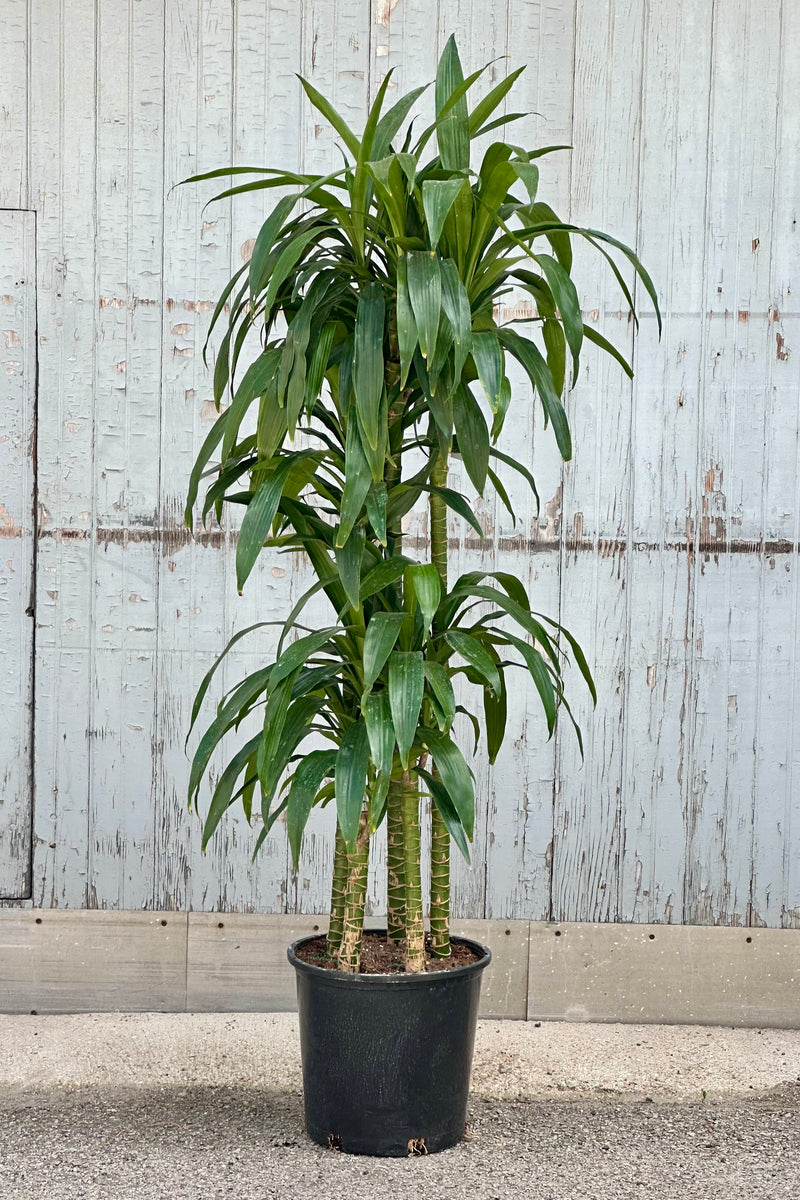 Dracaena 'Elegans' staggered cane in a 14" growers pot at Sprout Home in front of a wood wall.