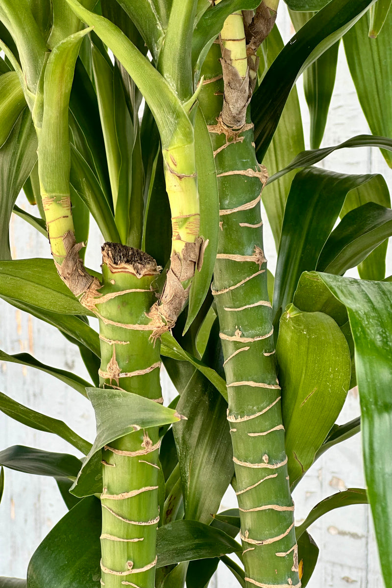 Detail image of the green stalks and leaves of the Dracaena 'Elegans' staggered cane at sprout home