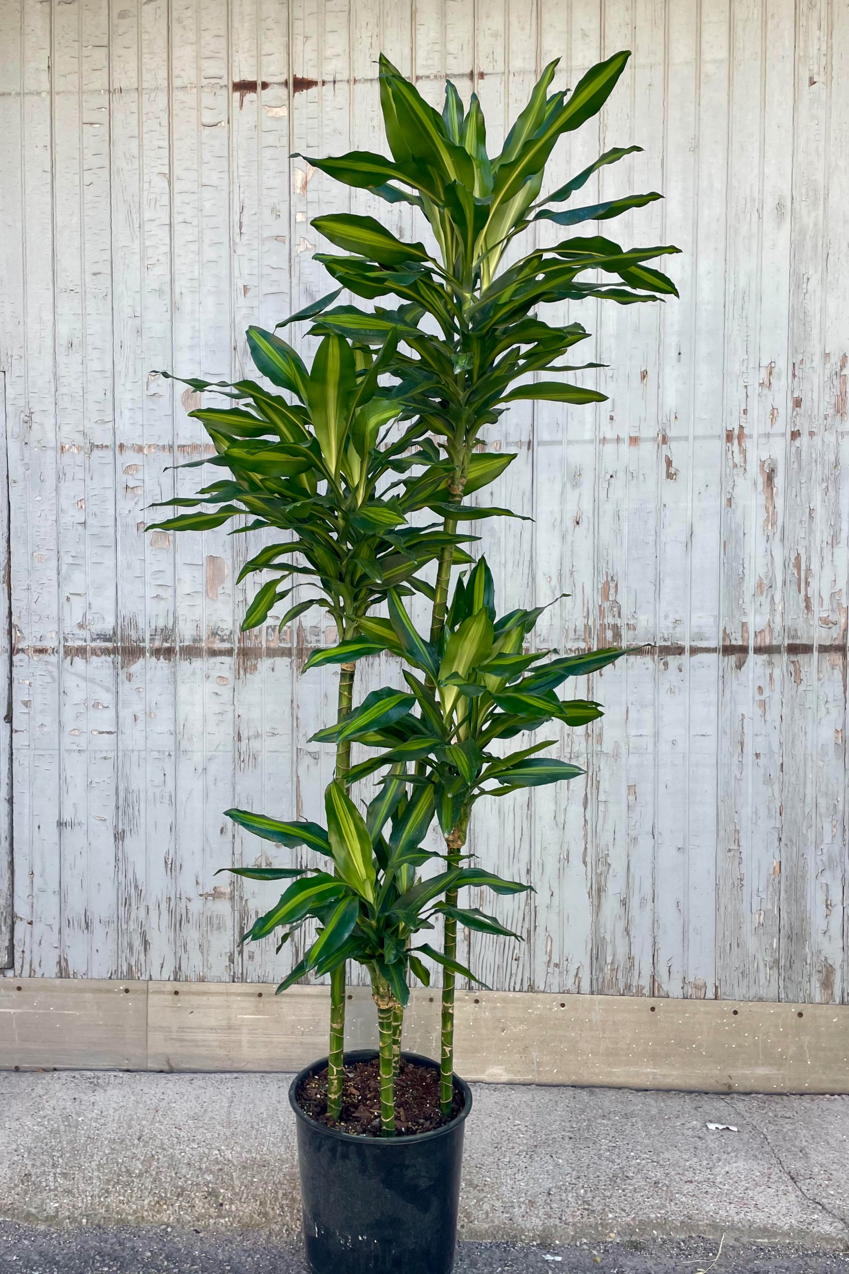 Photo of a plant with staggered heights of foliage in a black pot against a gray wall. The exposed stems are topped with long narrow leaves which are green striped with yellow. It is a 'Cintho' Dracaena. ©Sprout Home