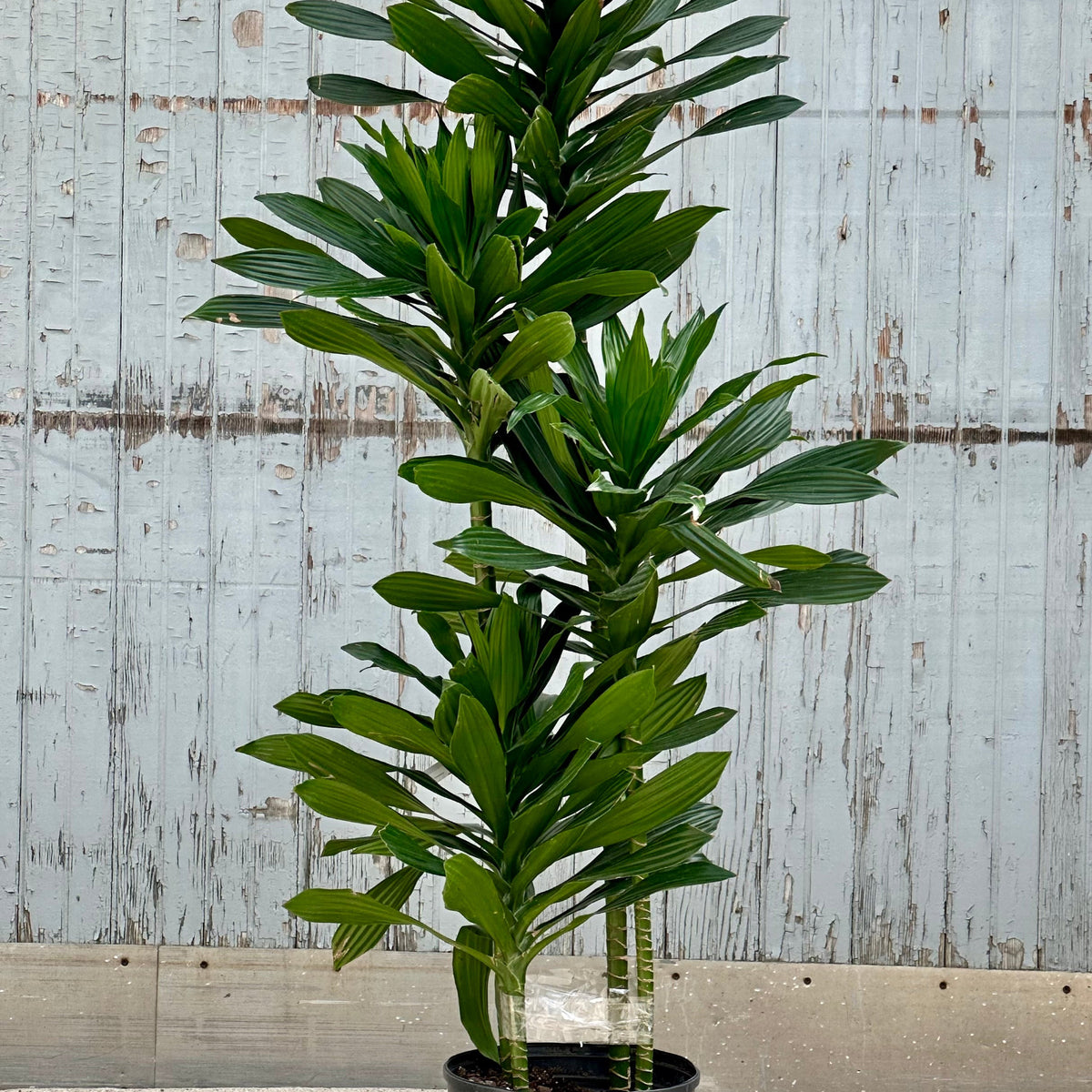 dracaena acaulis 10'' Dracaena Green Jewel Cane