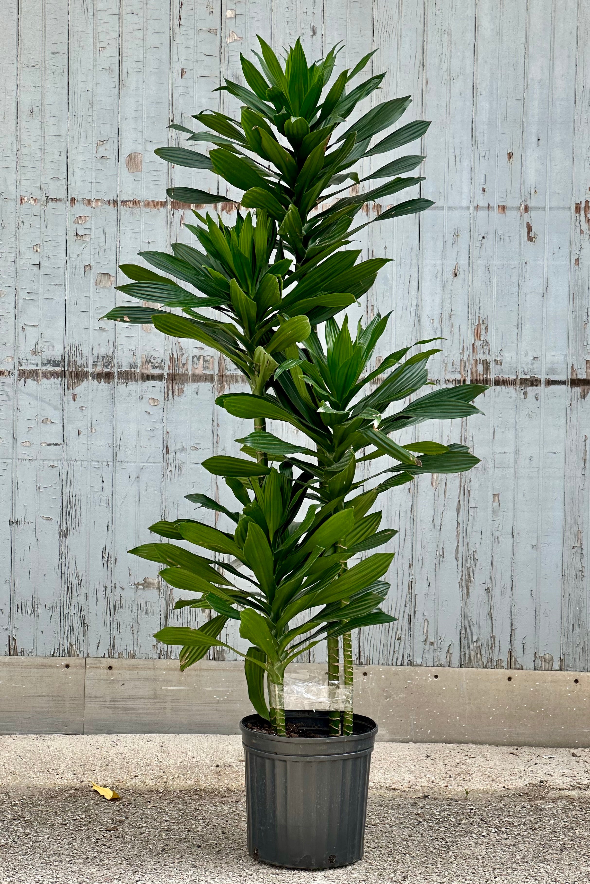 Dracaena 'Green Jewel' staggered cane in a 10" growers pot at Sprout Home with its thick green leaves. 