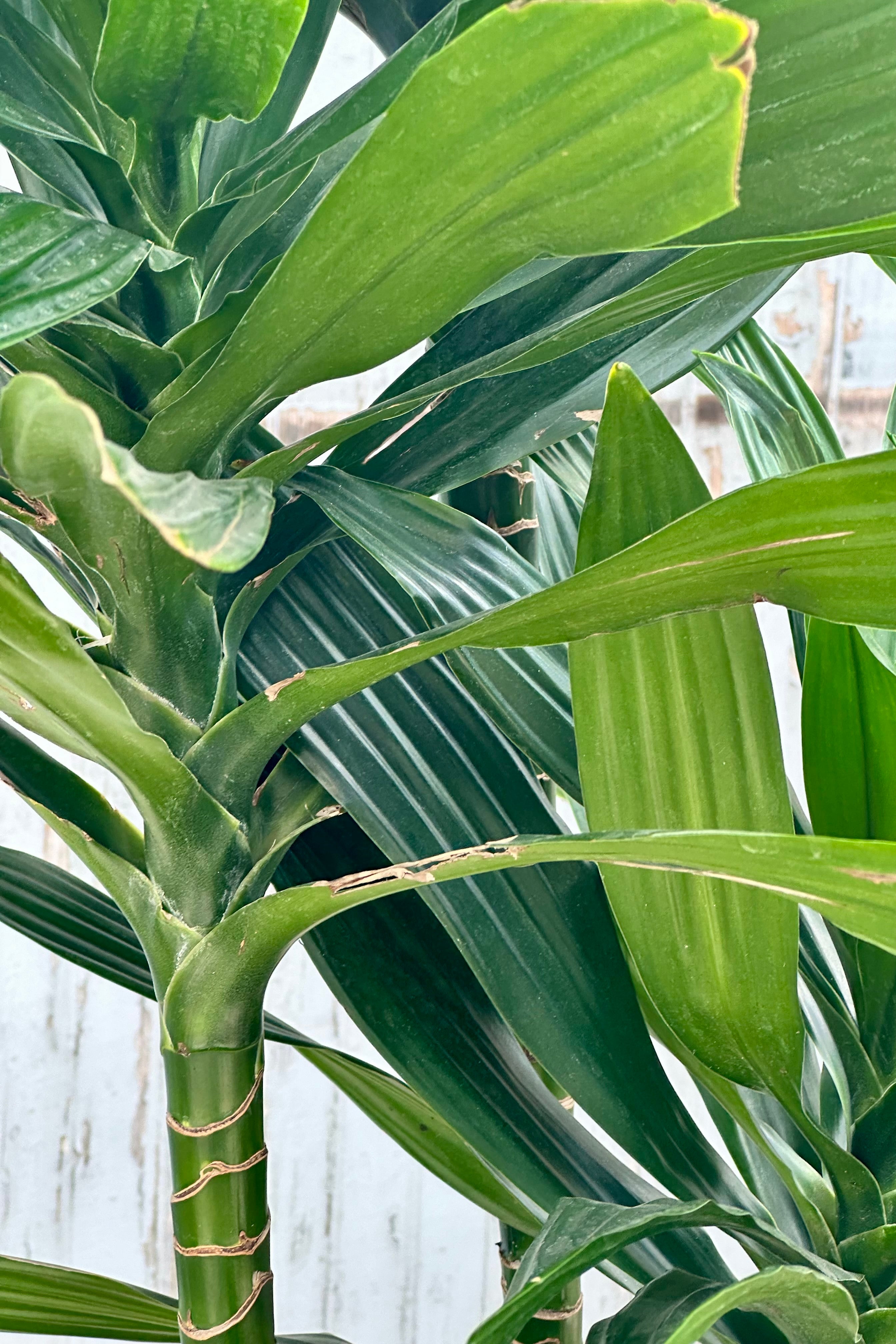 detail image of the green stalk and thick dark green leaves of the Dracaena 'Green Jewel' staggered cane at Sprout Home. 