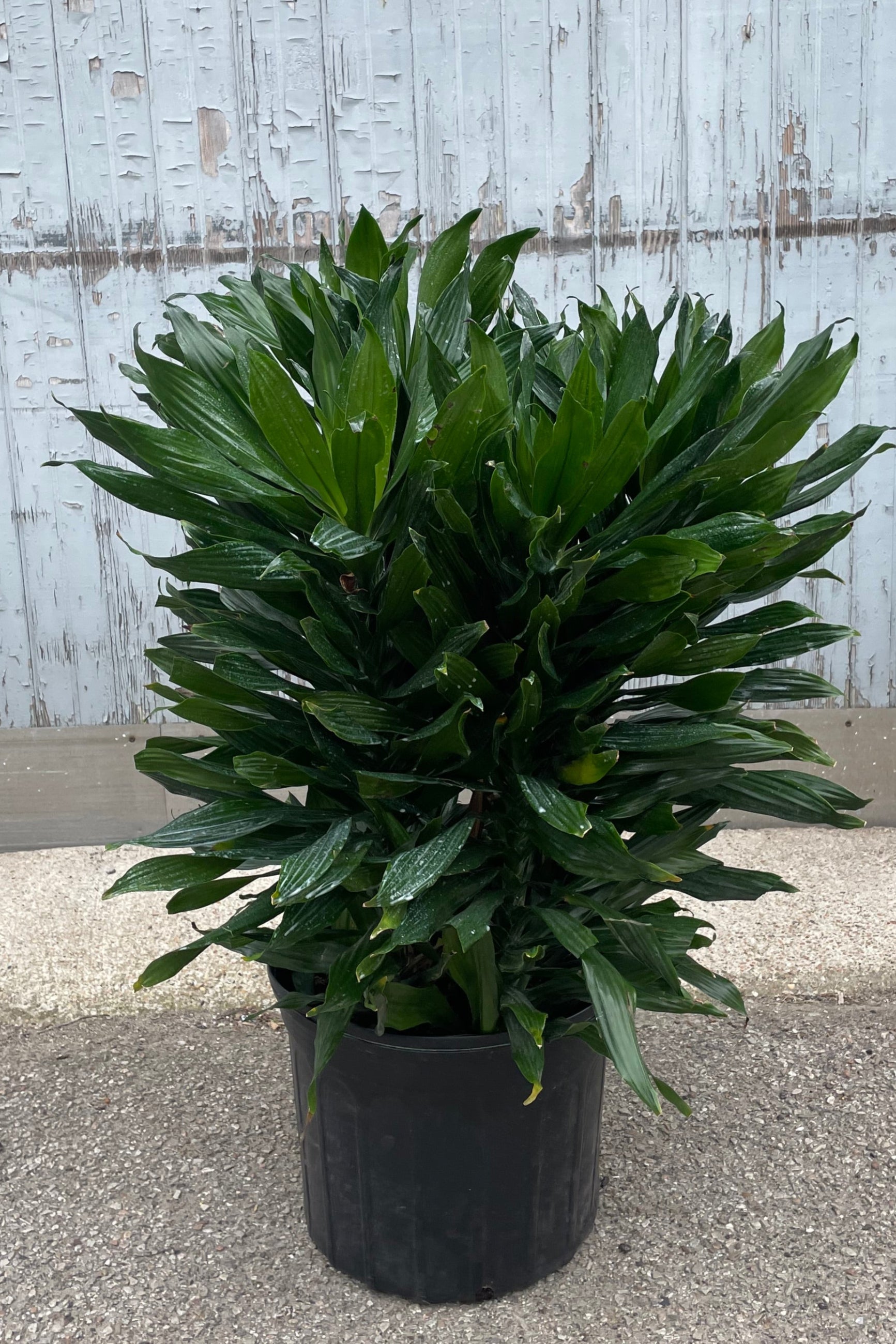 Photo of a plant with a mass of dark green leaves in a black pot in front of a gray wall. The plant is Dracaena 'Green Jewel' ©Sprout Home