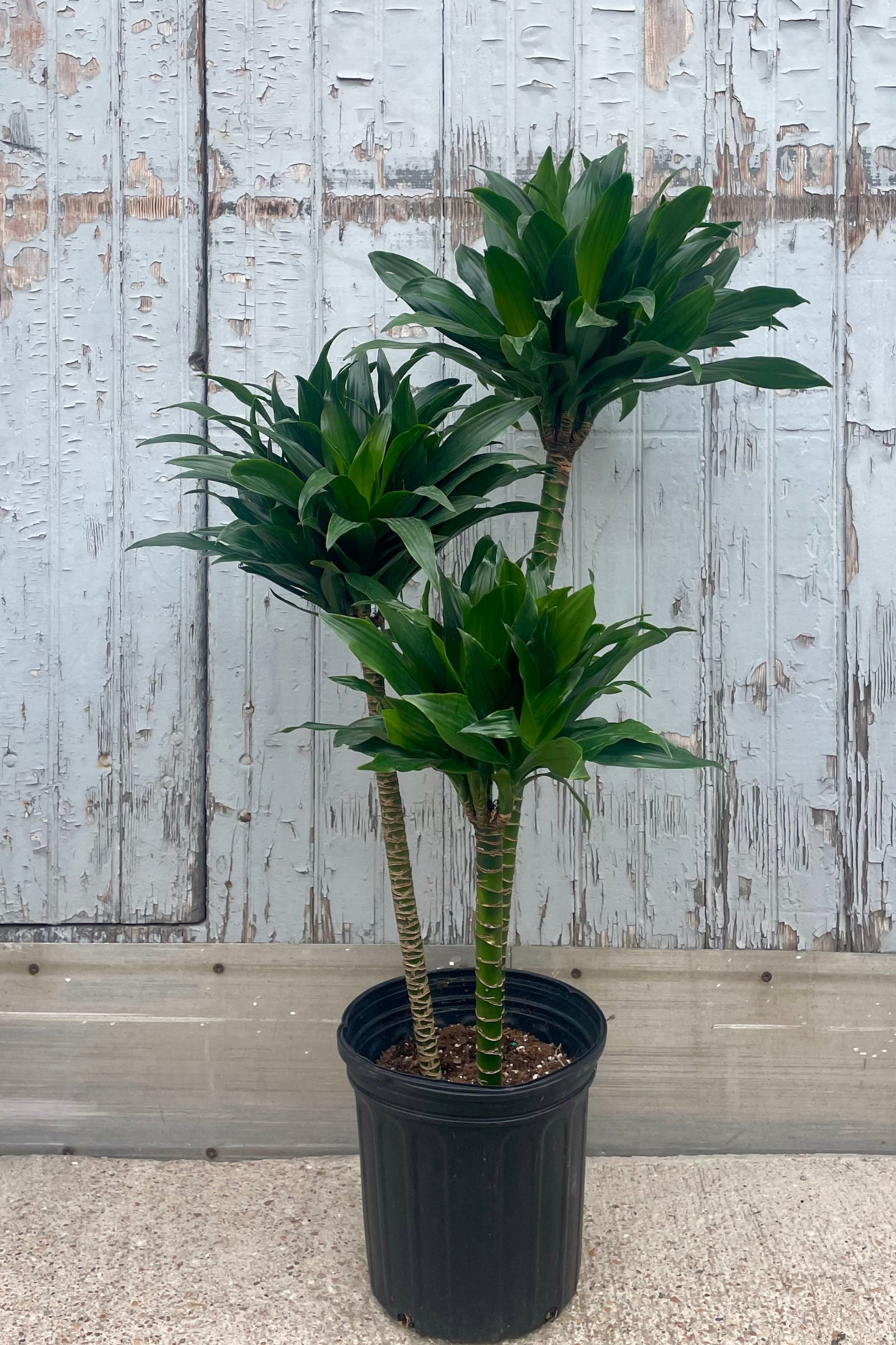 A potted plant in front of a wooden wall. Dracaena 'Green Jewel' ©Sprout Home