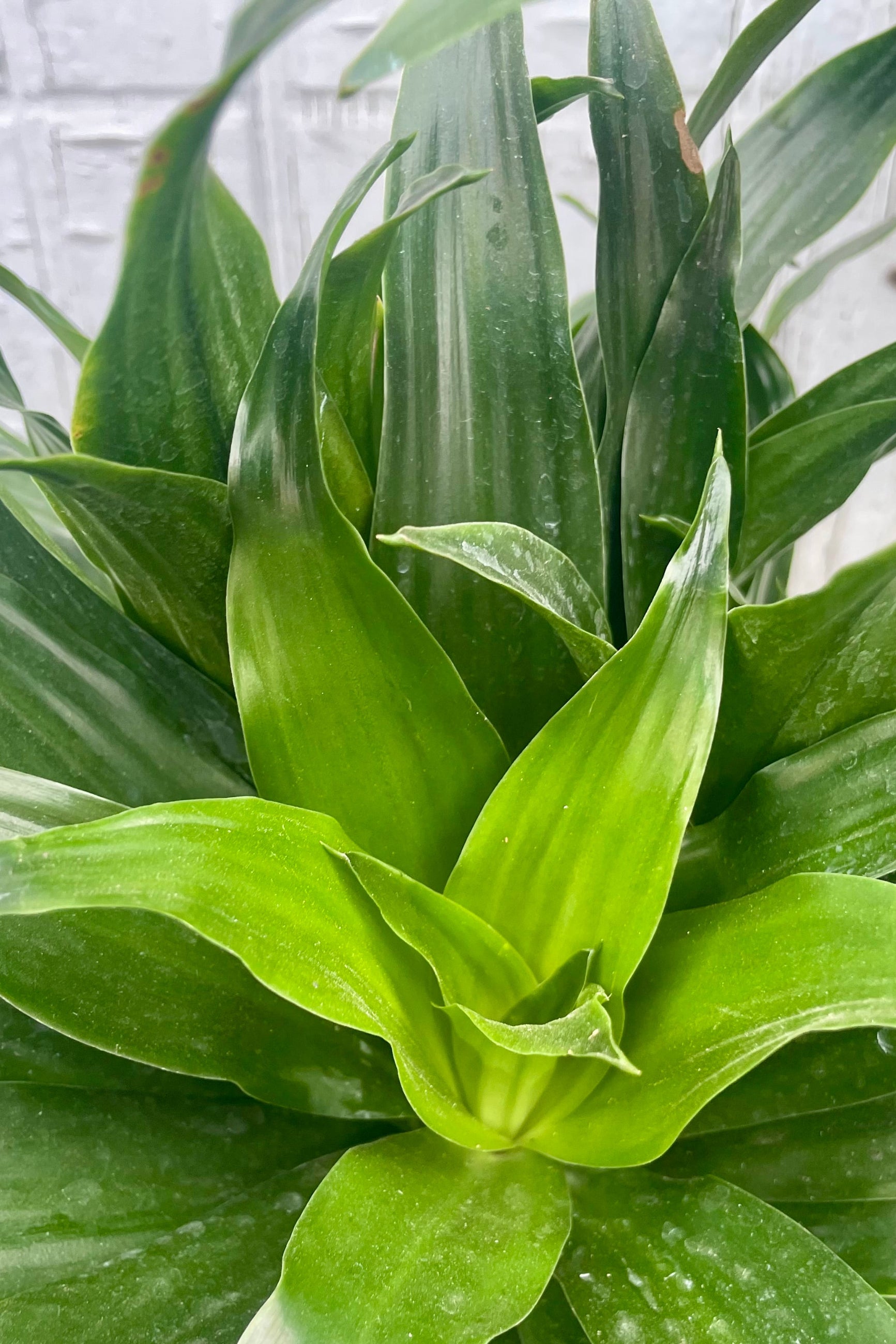 A close photo of green leaves in a radial pattern. Dracaena leaves ©Sprout Home
