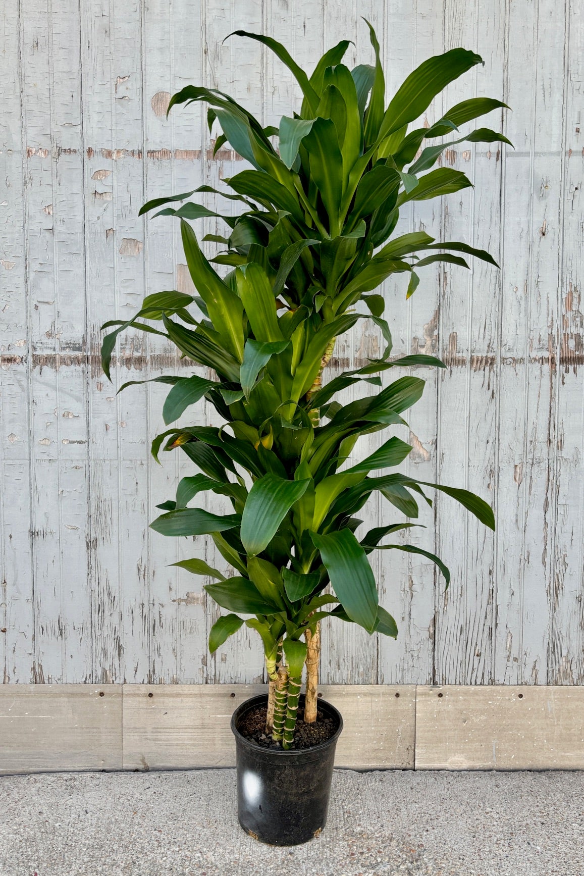  Tall plant with green bamboo like stalks and wide, upright strappy green leaves against grey wall.  ©Sprout Home