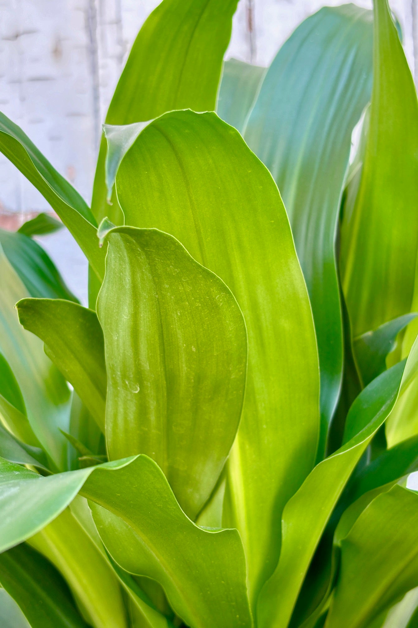 Detail of wide, upright strappy green leaves against grey wall.  ©Sprout Home