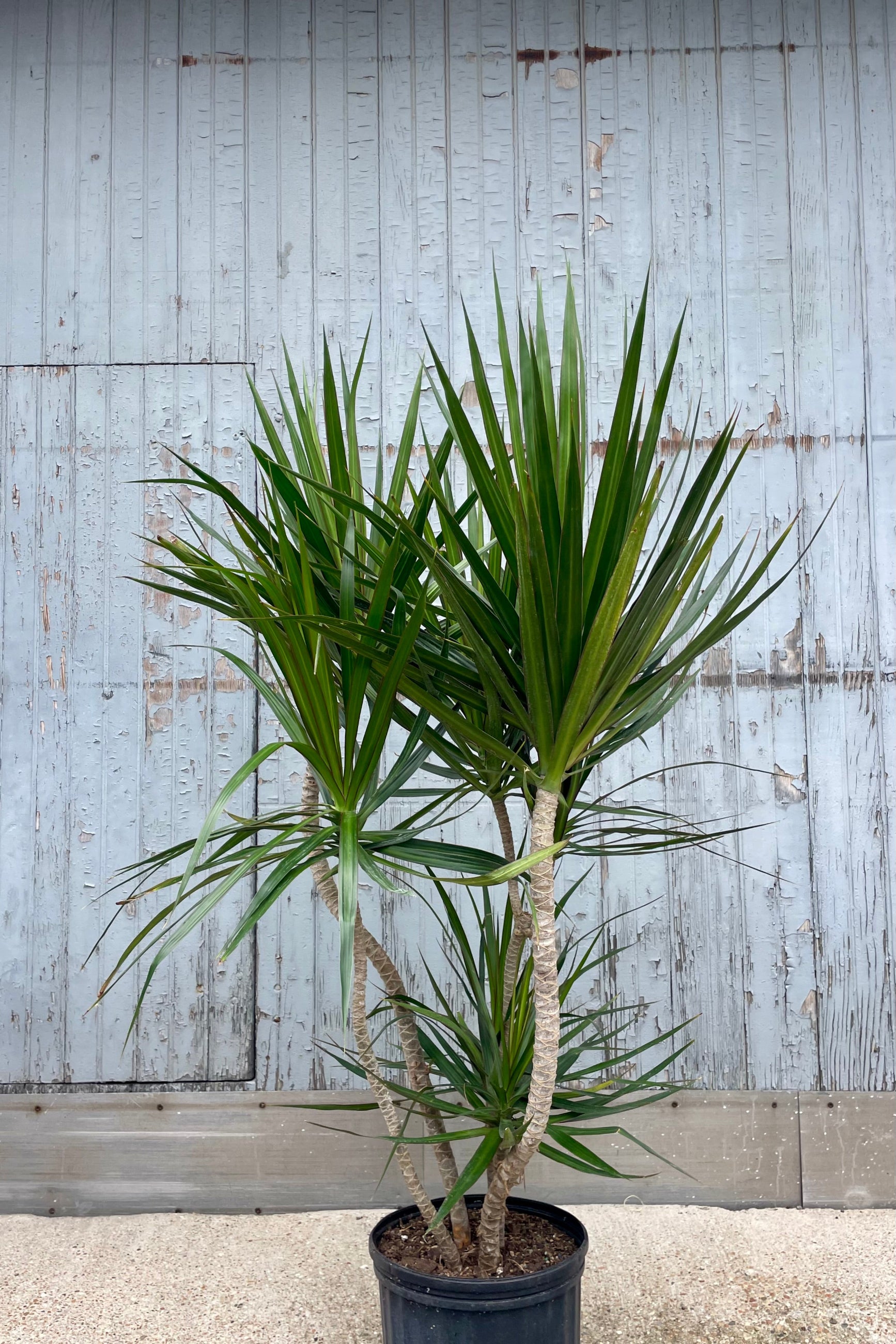 A potted Dracaena masangeana Dragon Tree with unusual twisting stems in front of a weathered wooden walll ©Sprout Home