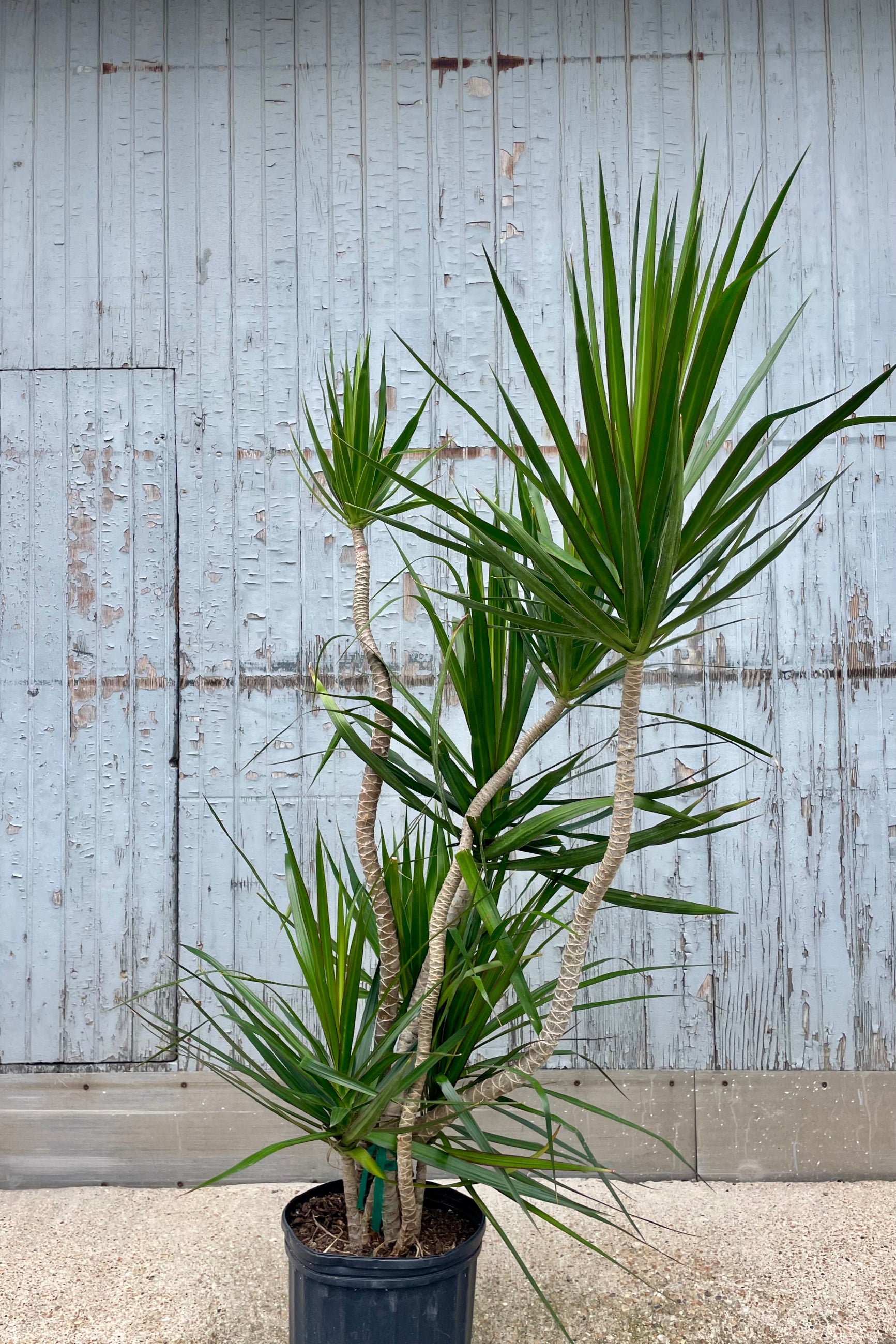A potted Dracaena masangeana Dragon Tree with unusual twisting stems in front of a wooden walll ©Sprout Home