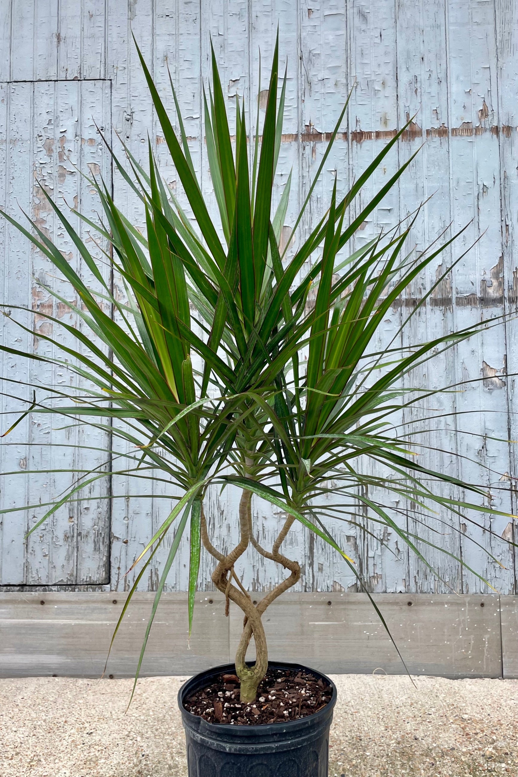 A potted Dracaena masangeana Dragon Tree with unusual twisting stems in front of a weathered wooden walll ©Sprout Home