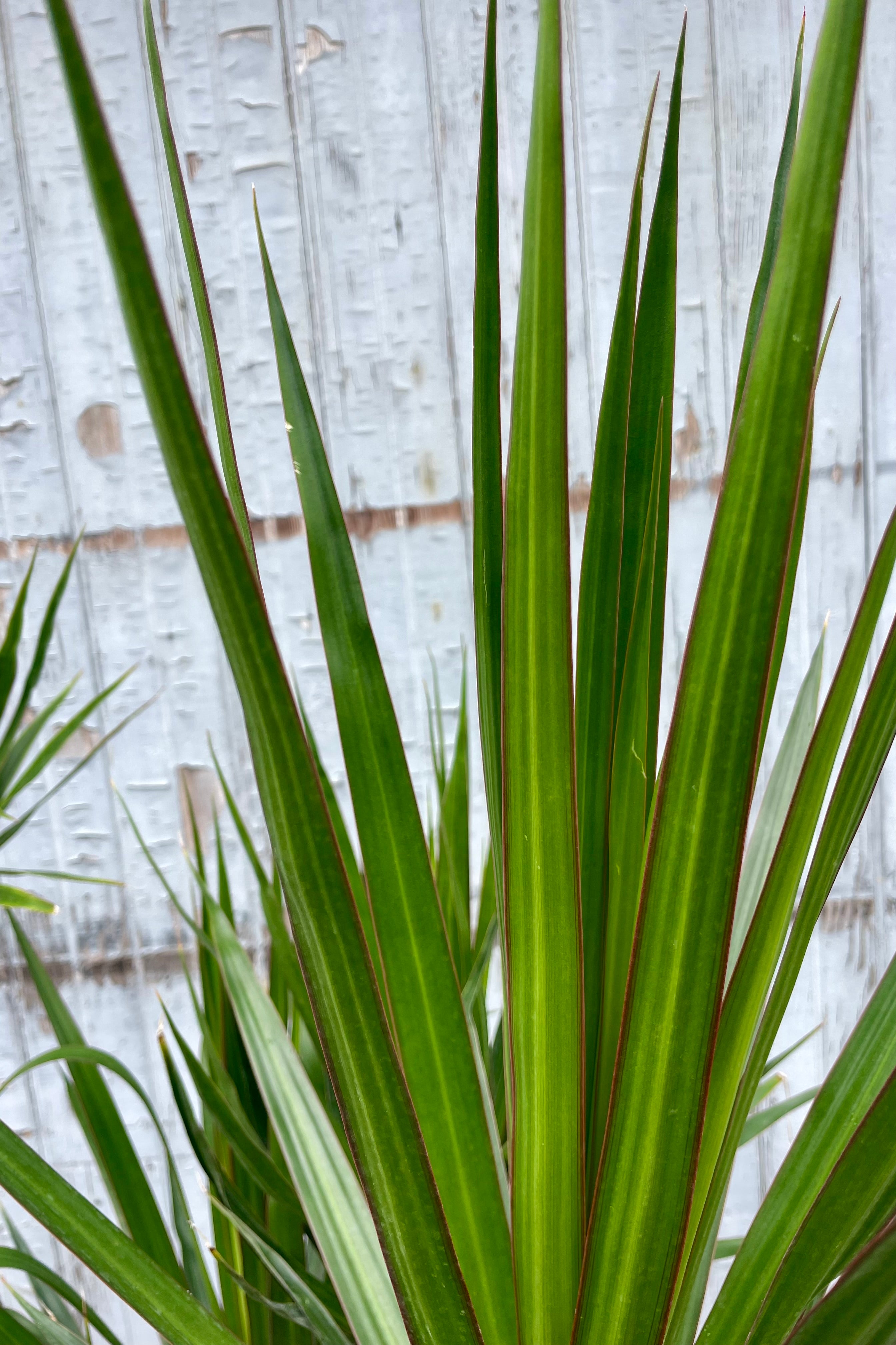 A close up of narrow Dracaena leaves ©Sprout Home