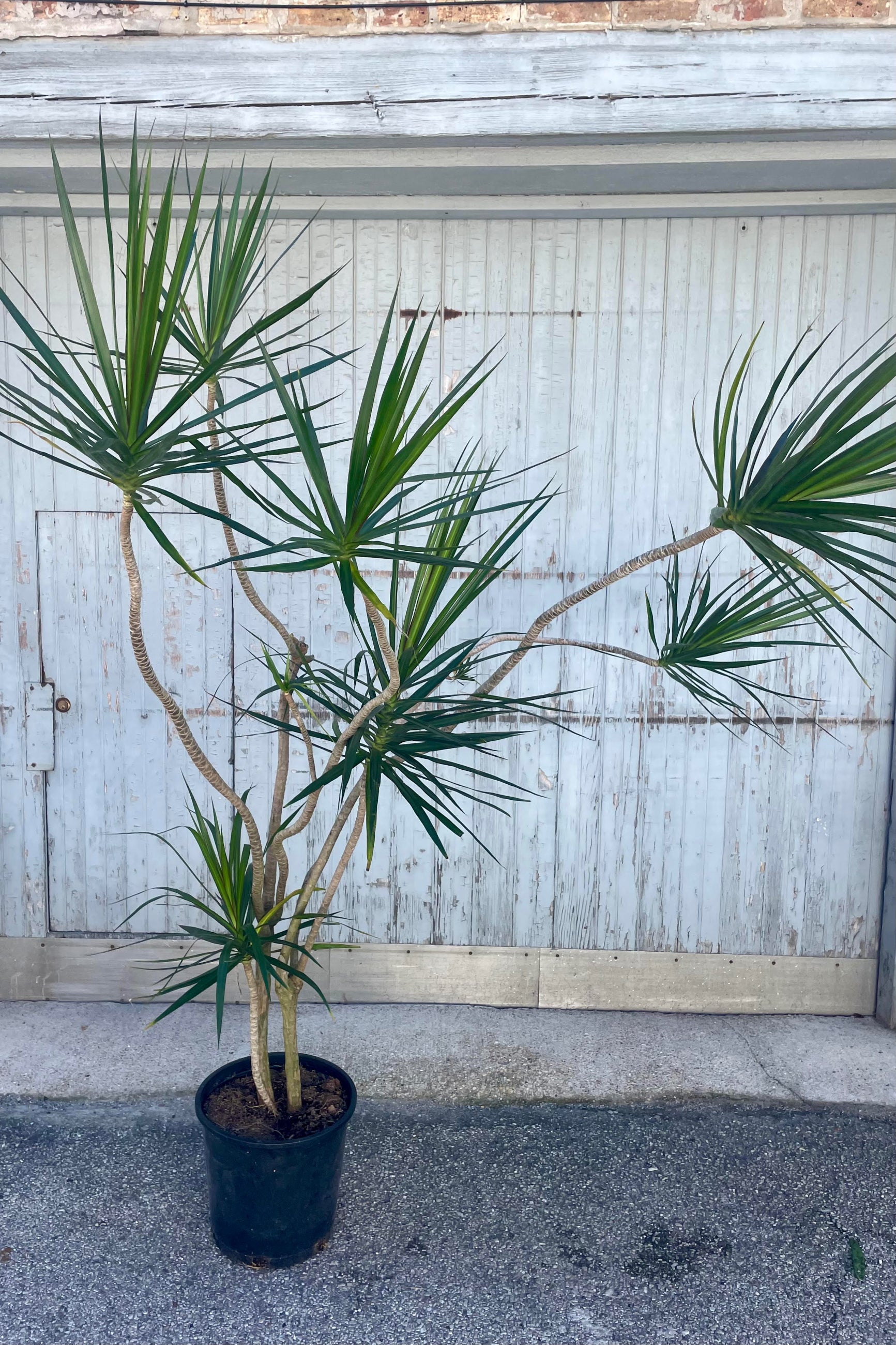 Photo of a Dracaena marginata in a black pot against a gray wall. The plant has sprawling, long stems growing in twists and turns topped with foliage which is long an narrow of many dark green leaves. ©Sprout Home