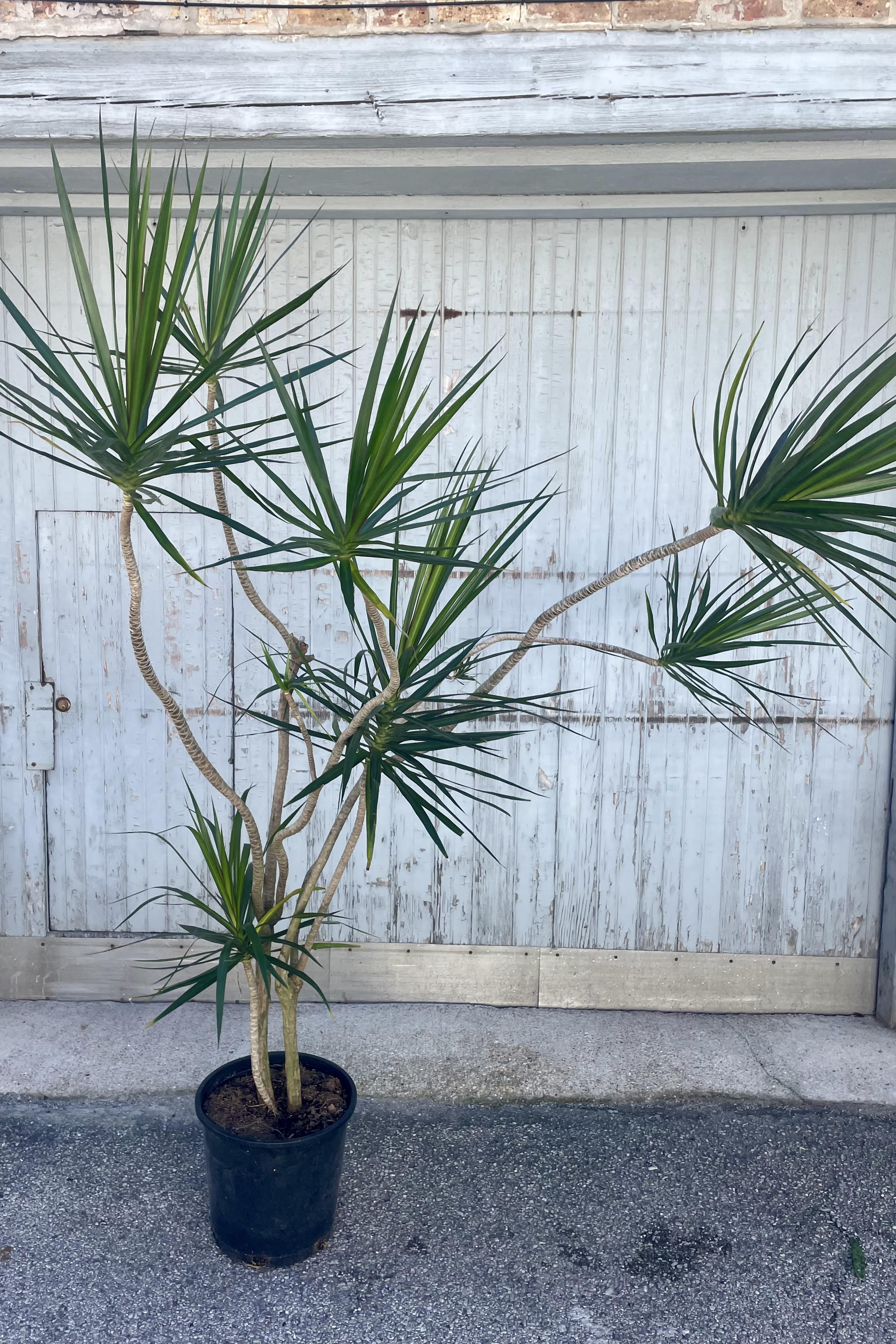 Photo of a Dracaena marginata in a black pot against a gray wall. The plant has sprawling, long stems growing in twists and turns topped with foliage which is long an narrow of many dark green leaves.