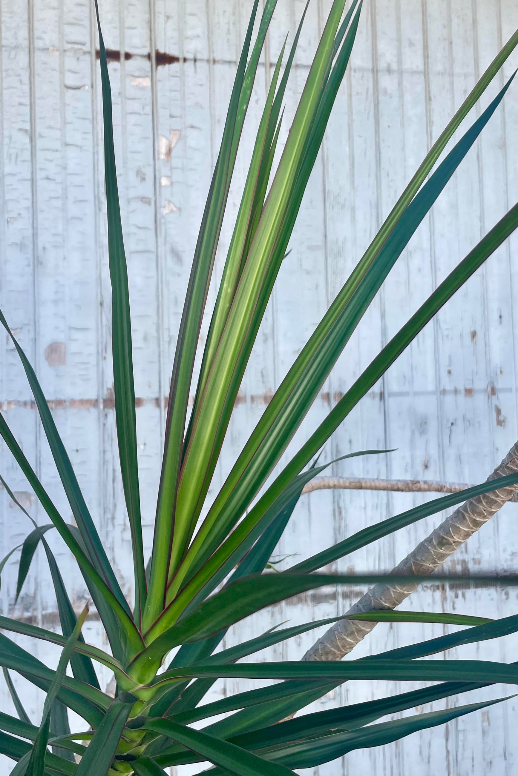 Close photo of long narrow green leaves with a red margin against a gray wall. The leaves belong to Dracaena marginata. ©Sprout Home