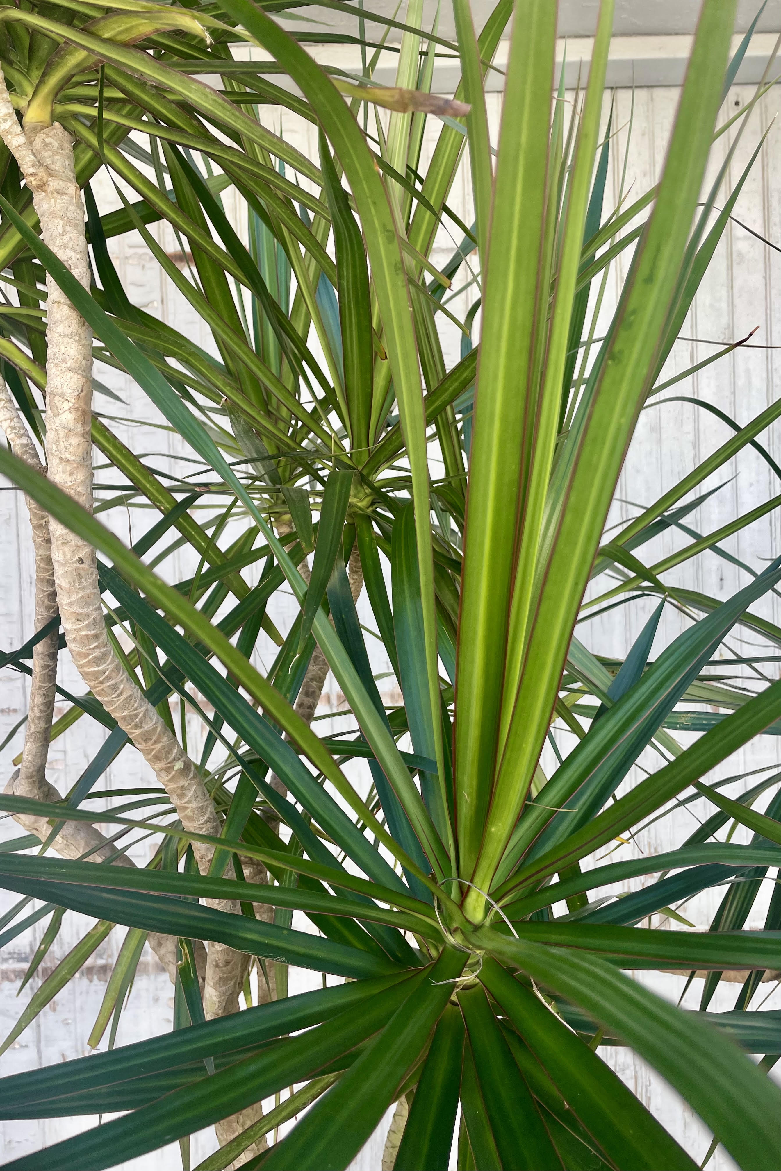 Close photo of long narrow green leaves with a red margin against a gray wall. The leaves belong to Dracaena marginata.