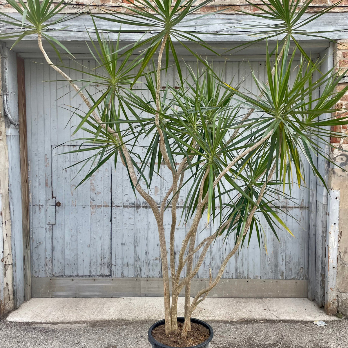 dracaena marginata family Dracaena marginata 17" free style at SPROUT HOME