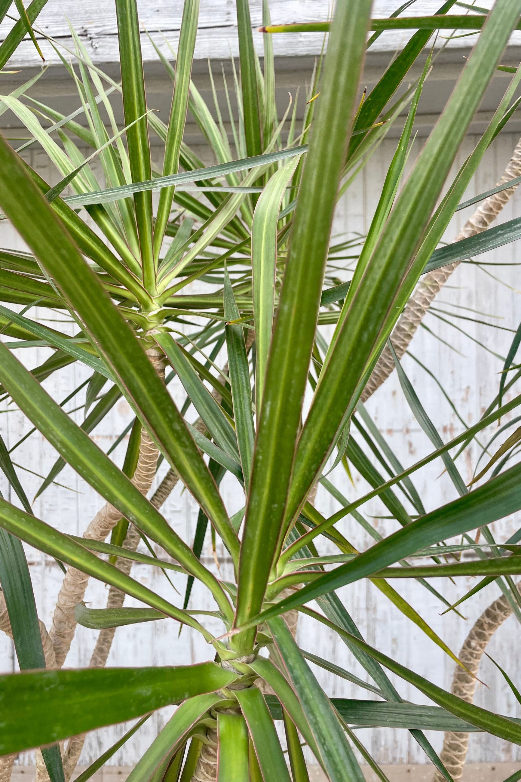 Close photo of narrow green leaves and plant branches in front of a gray wall. They belong to Dracaena marginata or a dragontree houseplant. ©Sprout Home