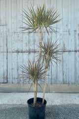Photo of the tiers of colorful foliage of Dracaena marginata 'Bi-Color' in a black pot against a gray wall.