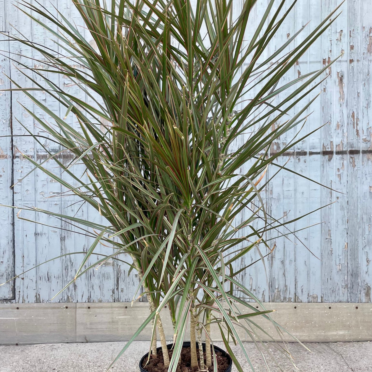 dracaena bi color Dracaena marginata 'Bi-Color' 14" at SPROUT HOME