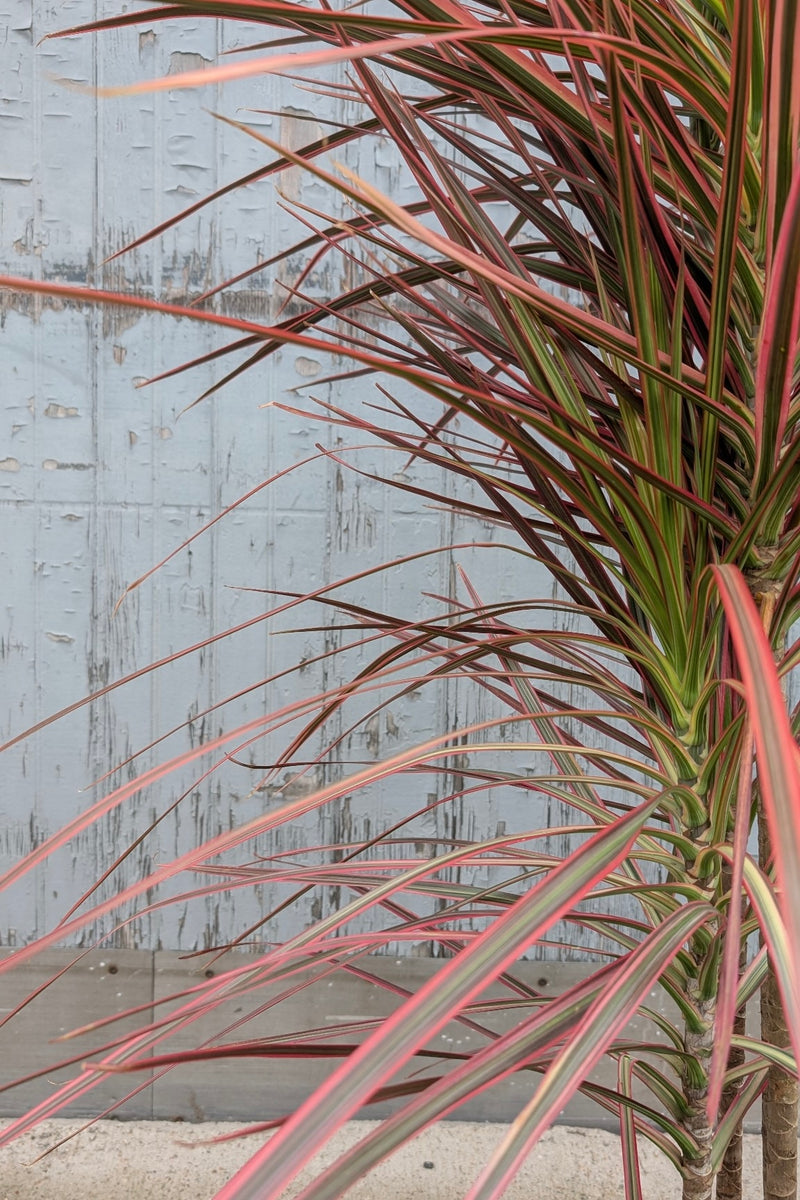 detail of Dracaena marginata 'Colorama' multi cane in a 10" growers pot at SPROUT HOME showing the strappy red colored leaves.