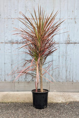 Dracaena marginata 'Colorama' multi cane in a 10" growers pot at SPROUT HOME