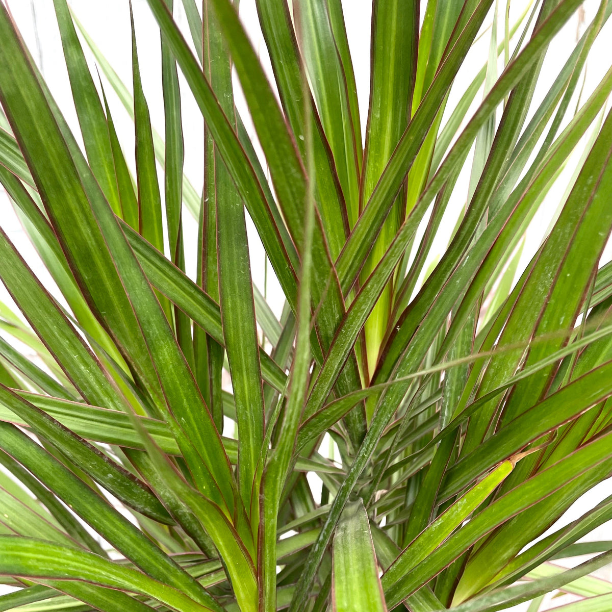 dracaena marginata multiplication Dracaena marginata 'Magenta' multi cane 10" at SPROUT HOME