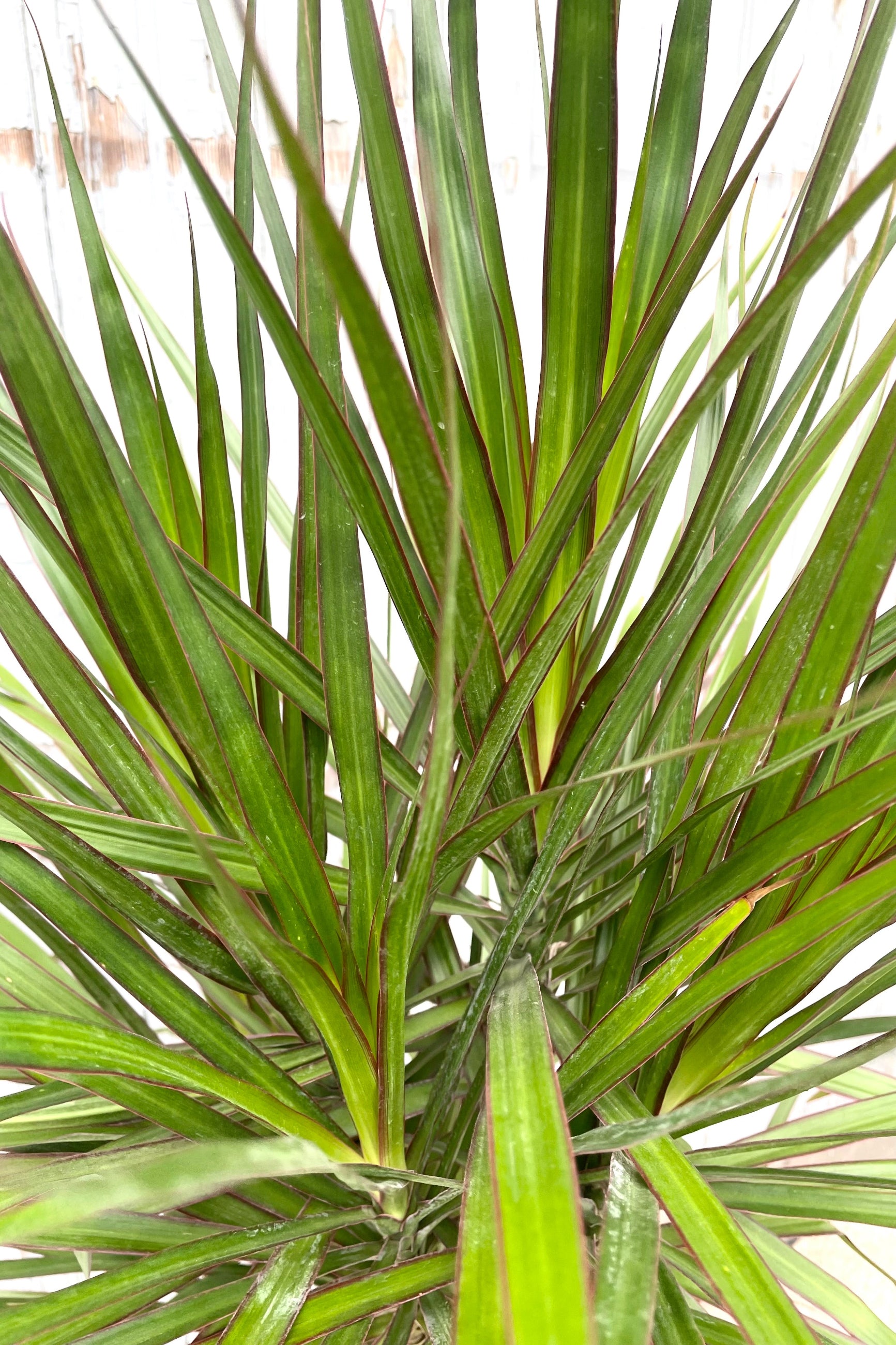 A detailed view of Dracaena marginata 'Magenta' multi cane 10" against wooden backdrop ©Sprout Home