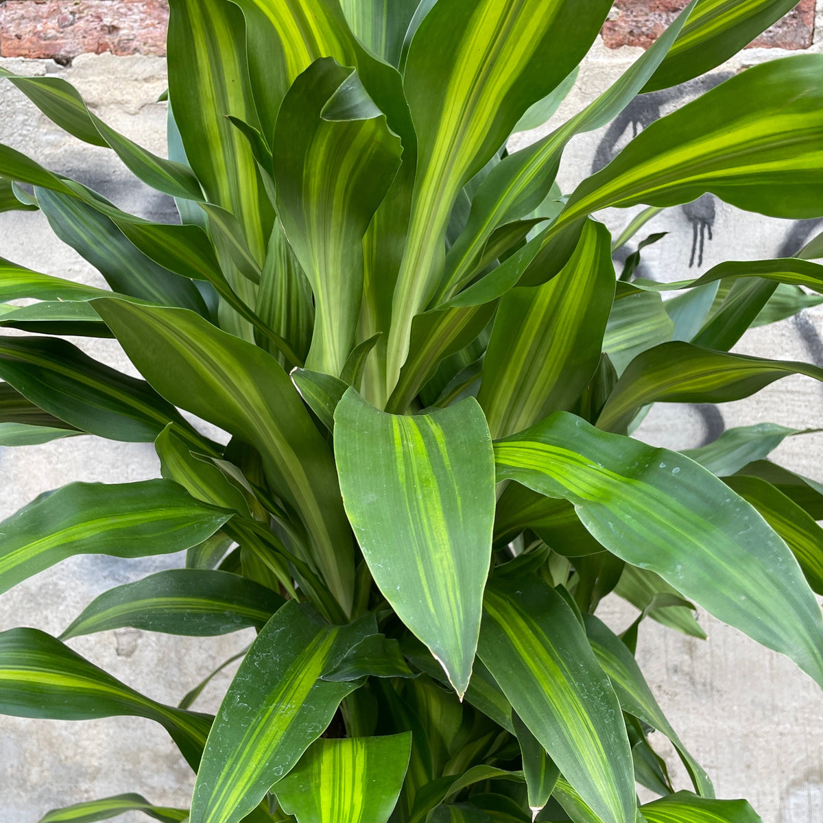 dracaena massangeana pflege Dracaena fragrans 'Massangeana' stump/character #5 at SPROUT HOME