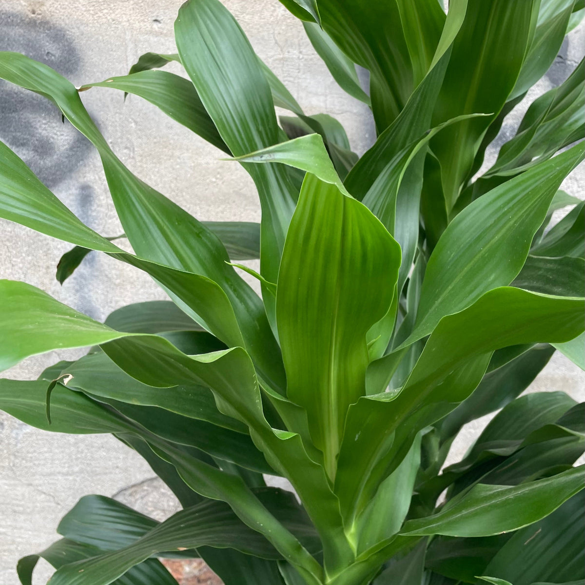vigoro dracaena Dracaena 'Michiko' 12" at SPROUT HOME